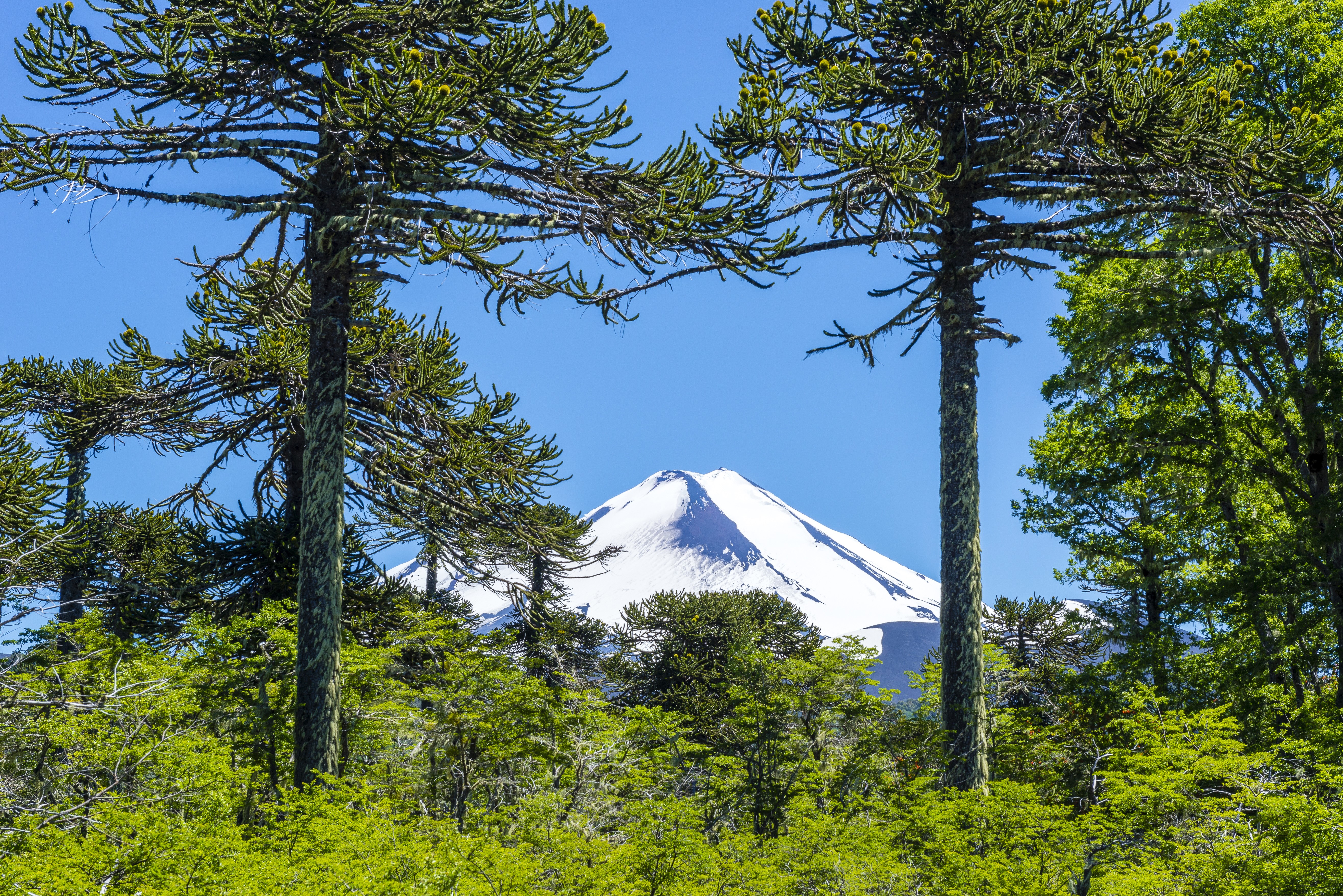 Araucaria trees with snow-capped volcano in Conguillio National Park, Chile HD Wallpaper