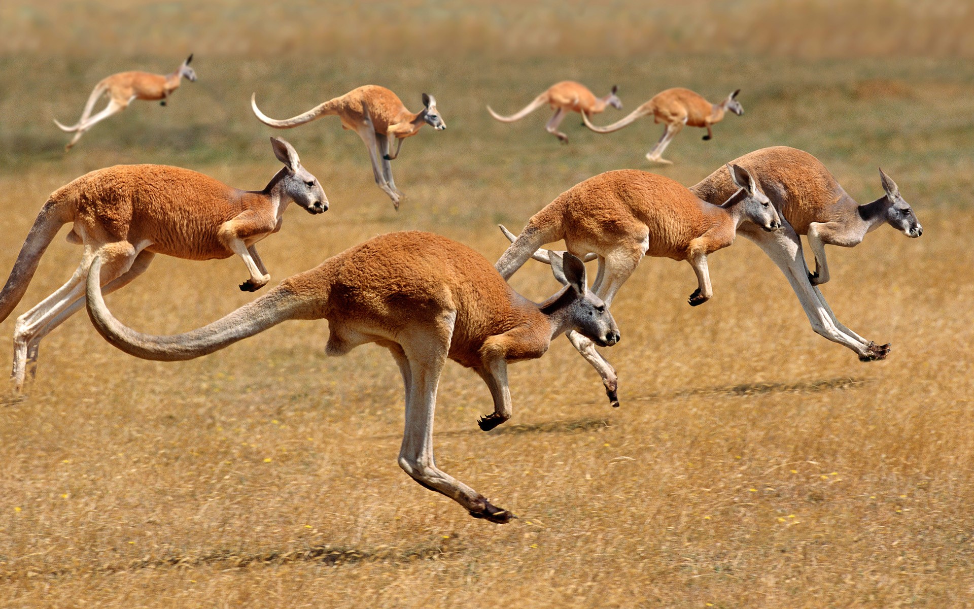 A group of kangaroos running across a dry field HD Wallpaper