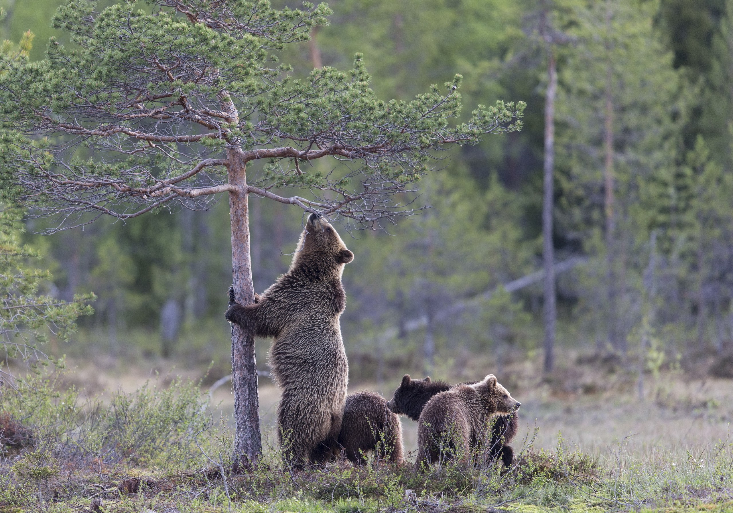 Mother bear and cubs near a tree HD Wallpaper