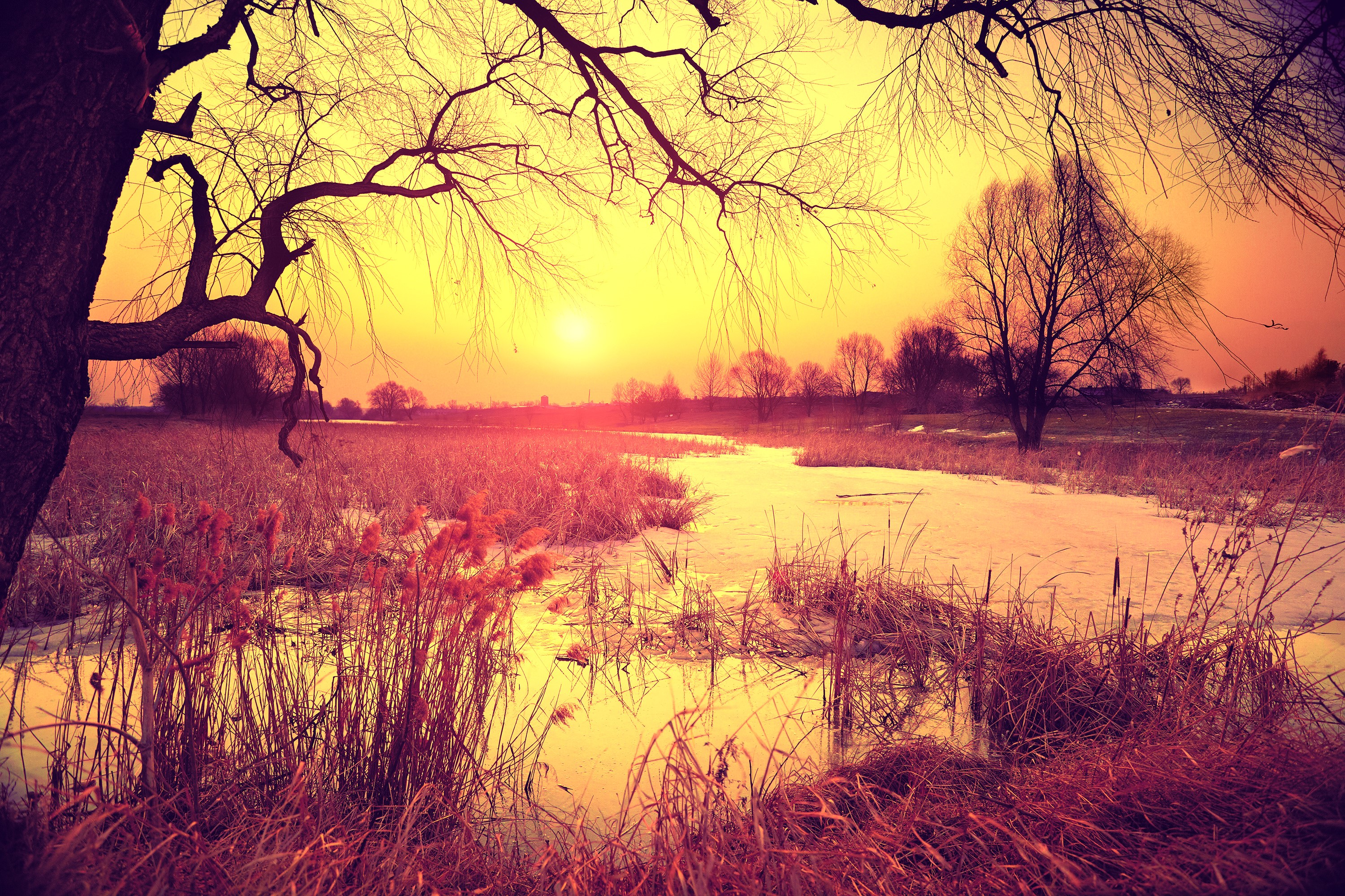 Sunset over a frozen river with reeds and trees HD Wallpaper