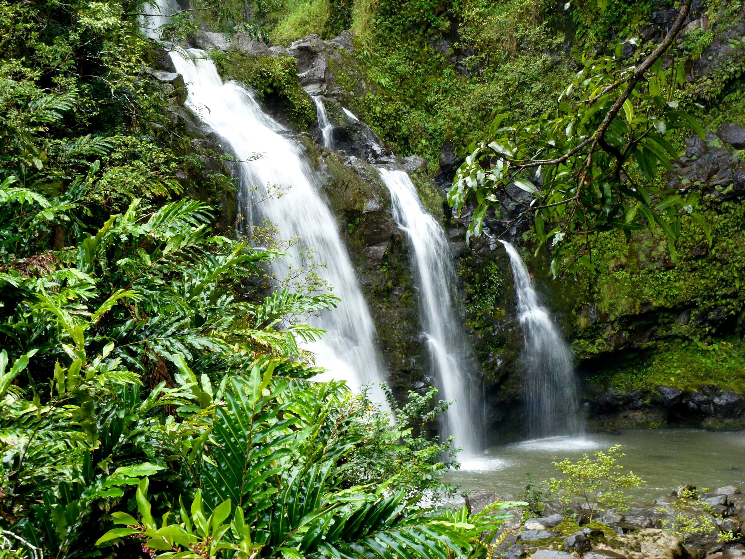 Waterfalls in Hawaii with Moss and Branches HD Wallpaper