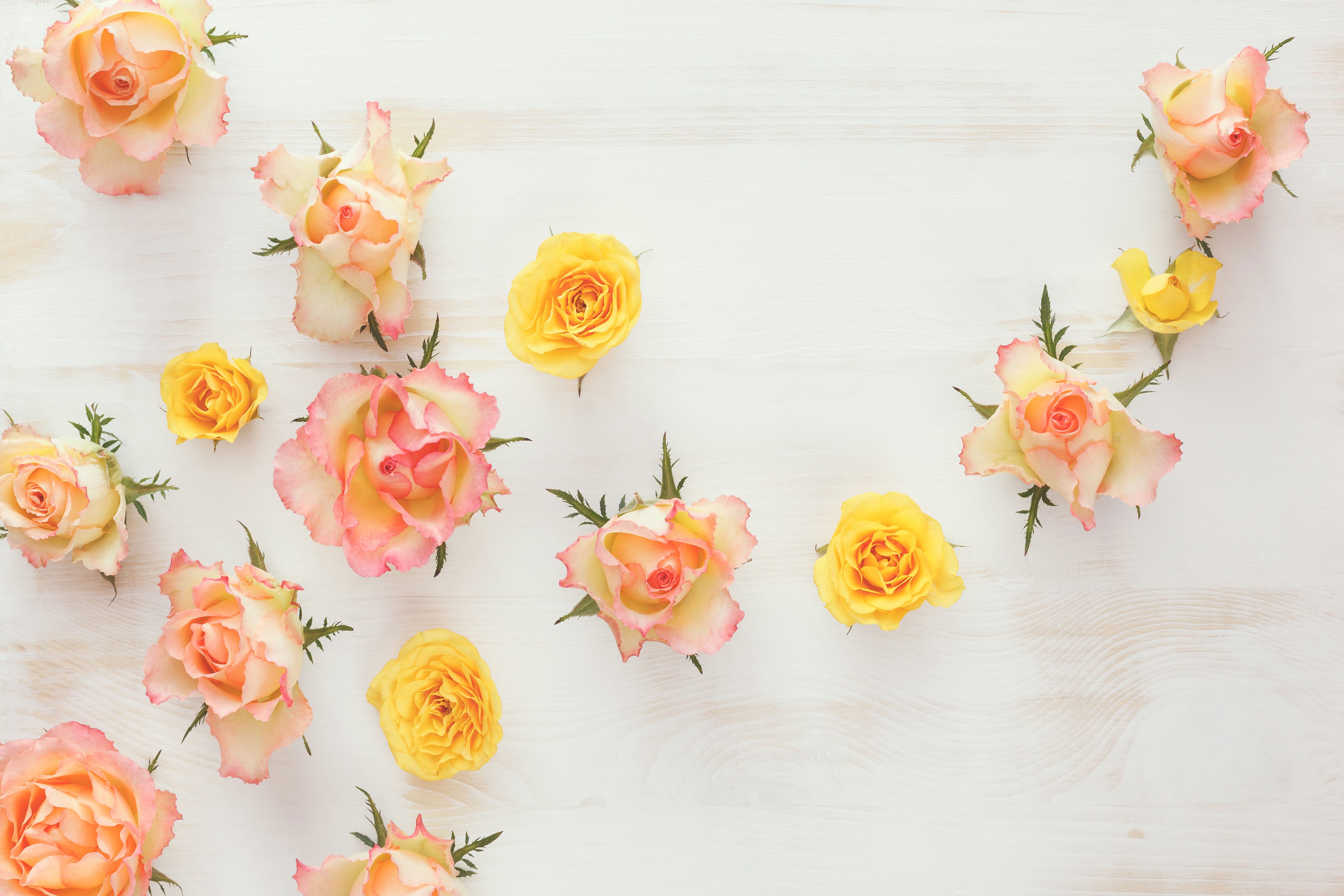 Roses HD Wallpaper