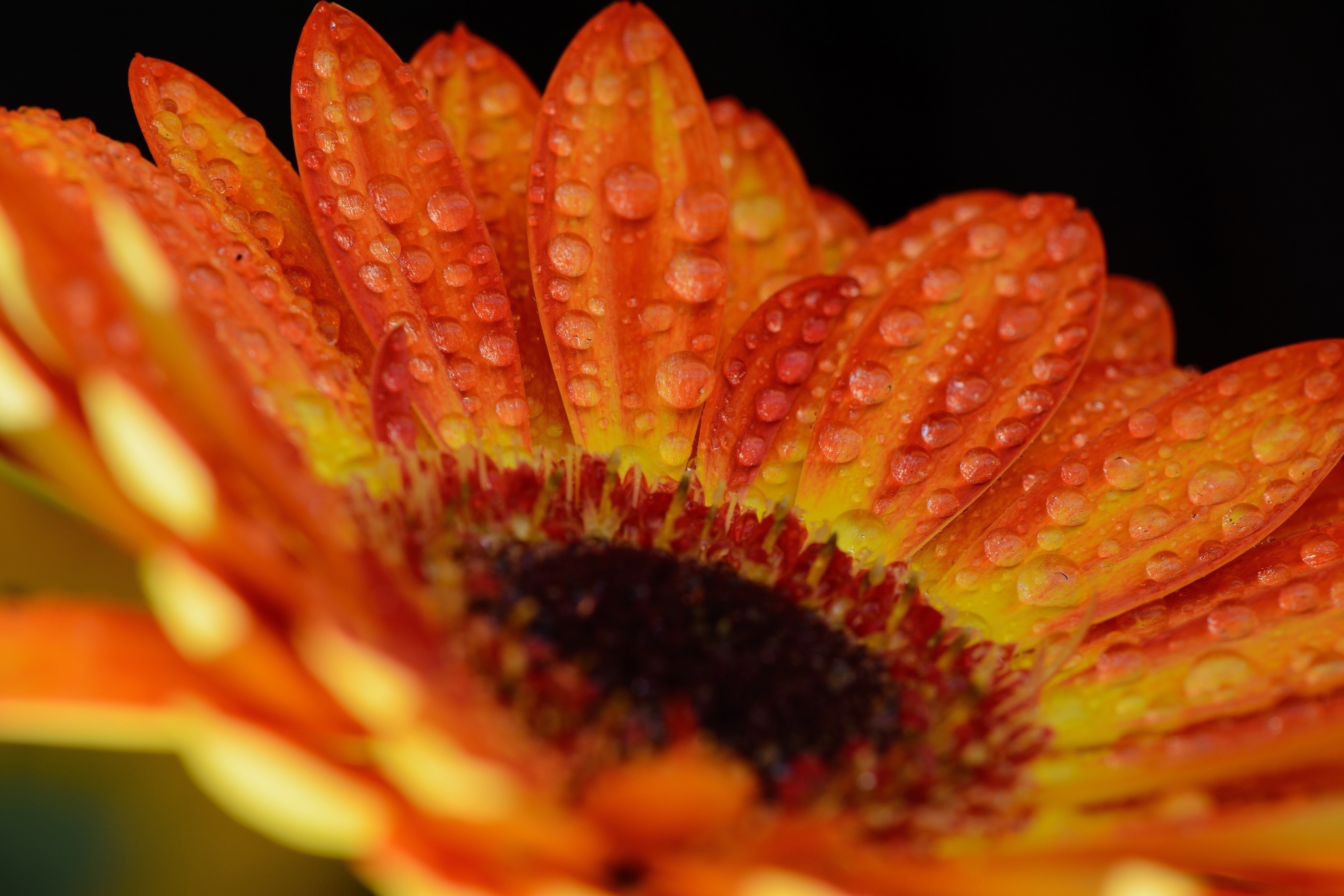 Orange Gerbera flower with water drops HD Wallpaper