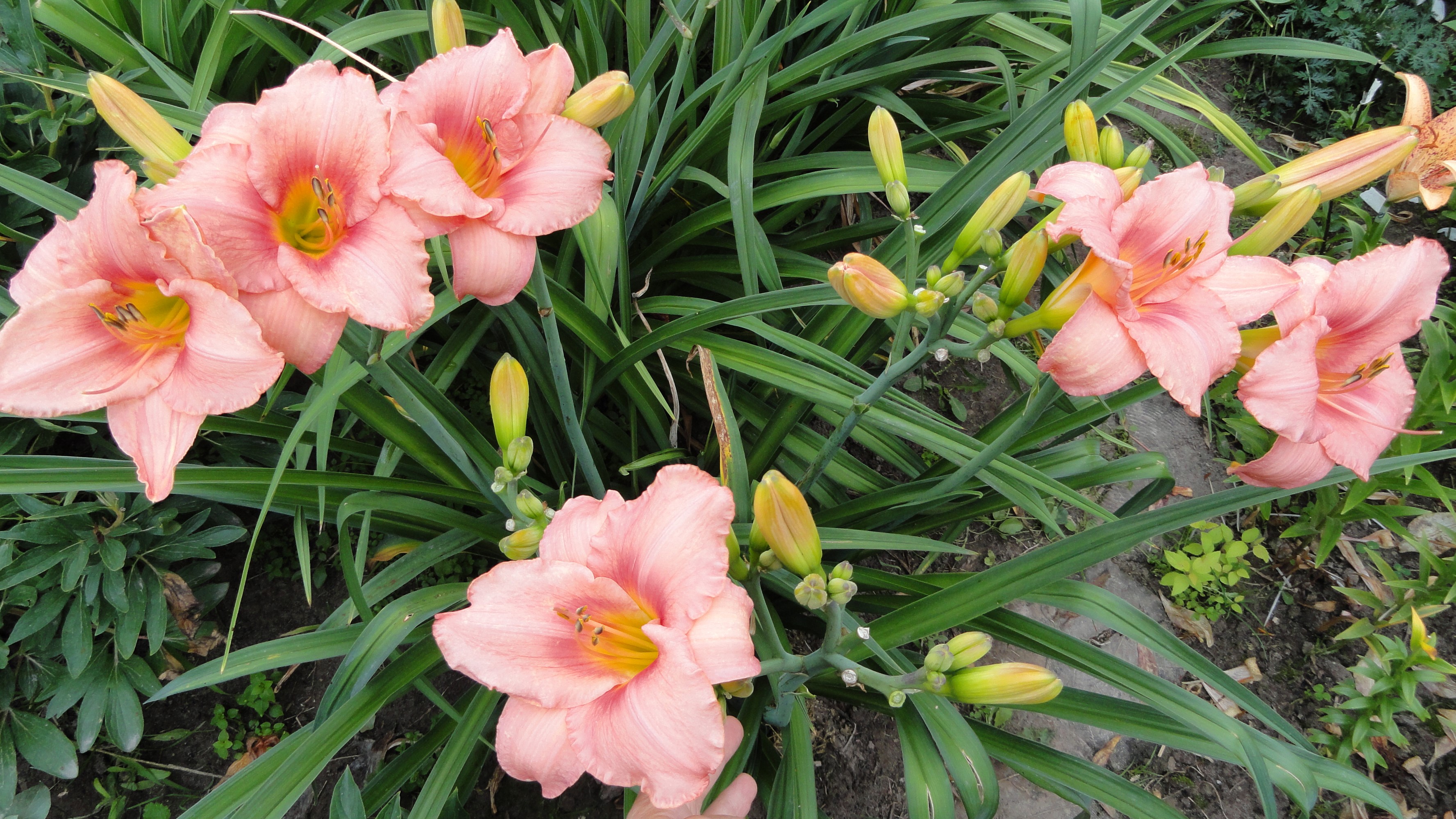 Pink Daylily flowers and buds HD Wallpaper