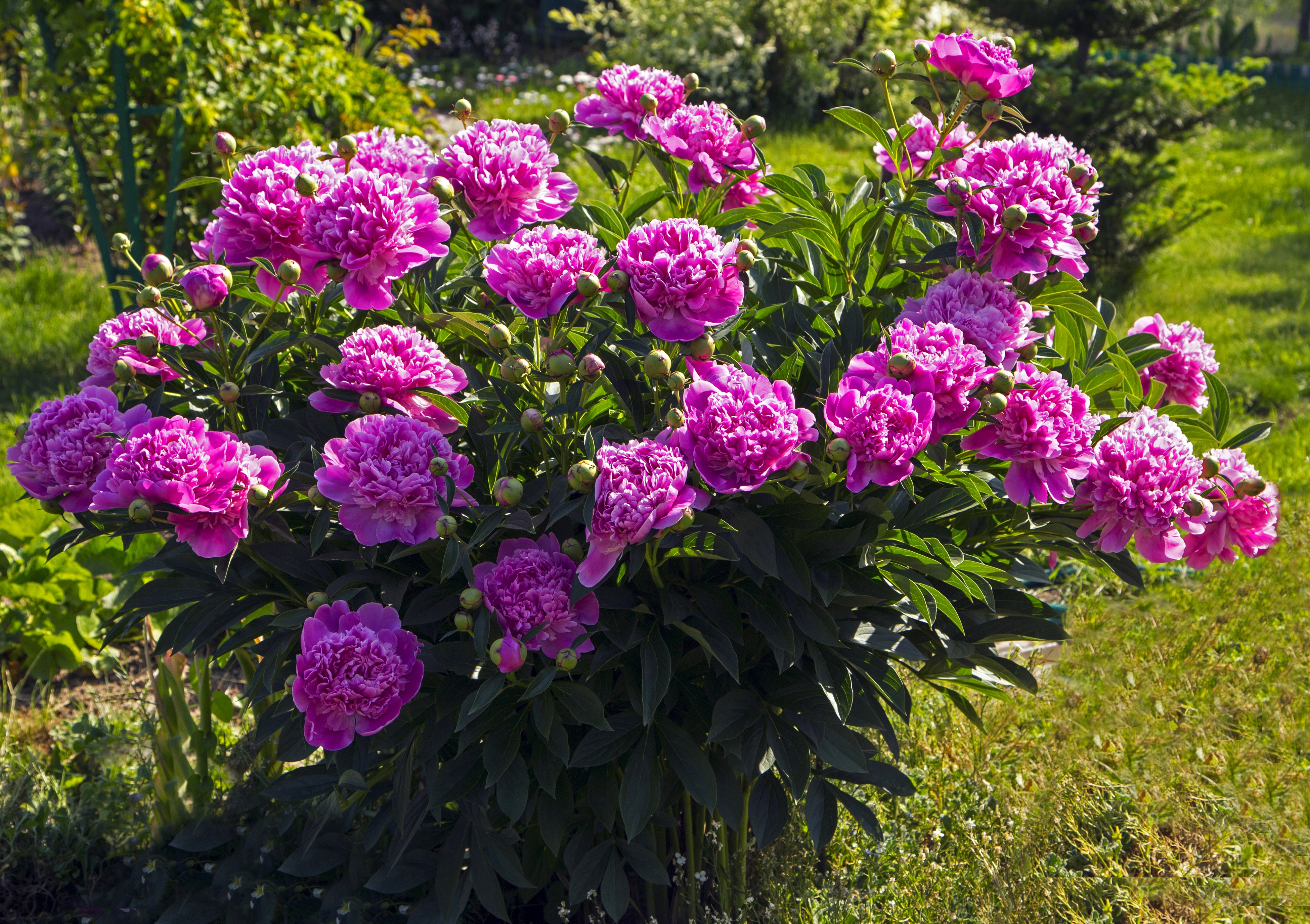 4K Violet Peonies in a Garden HD Wallpaper