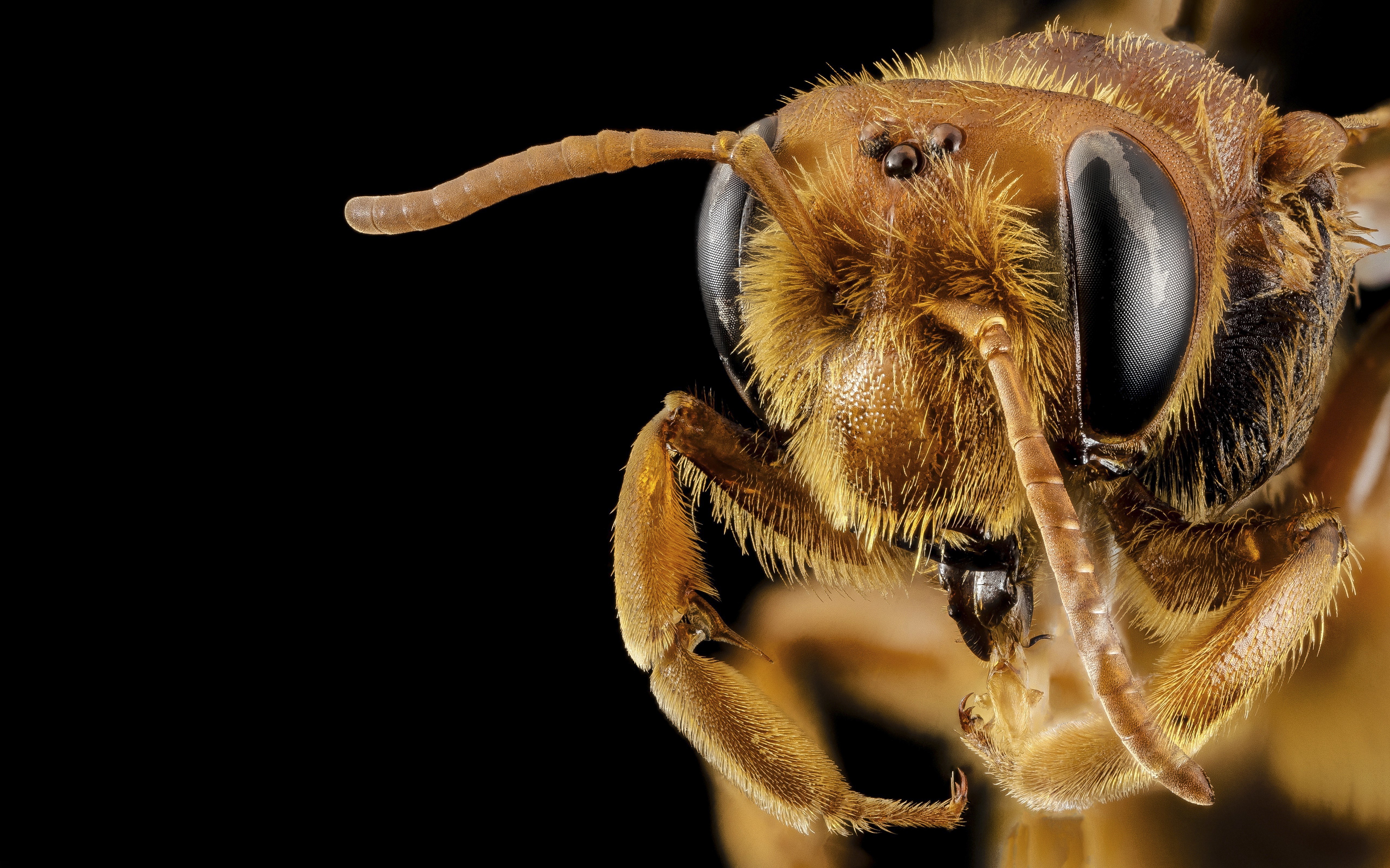 Extreme Macro of a Bee's Head on Black Background HD Wallpaper