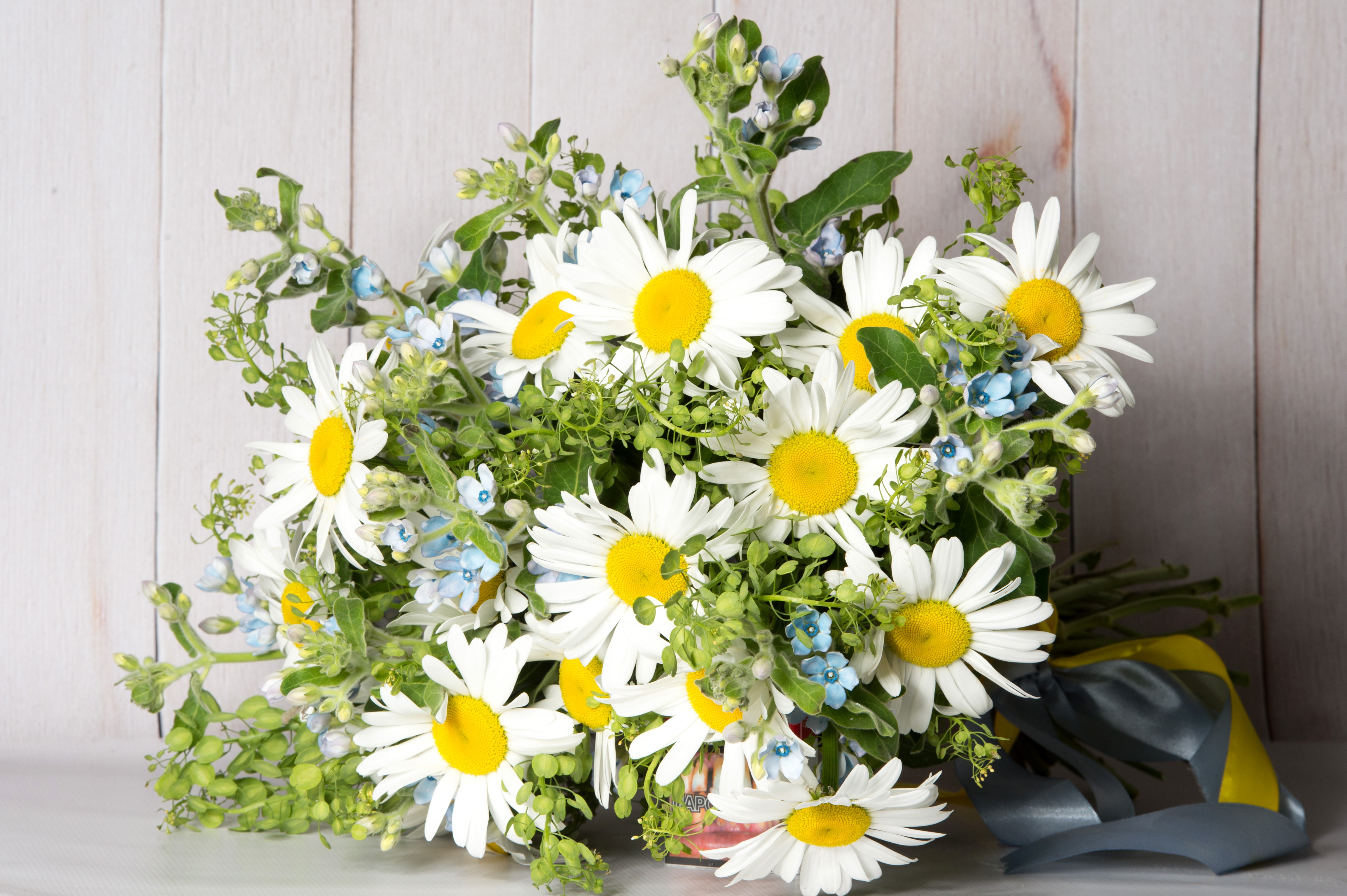 Bouquet of Camomiles with Blue Flowers HD Wallpaper