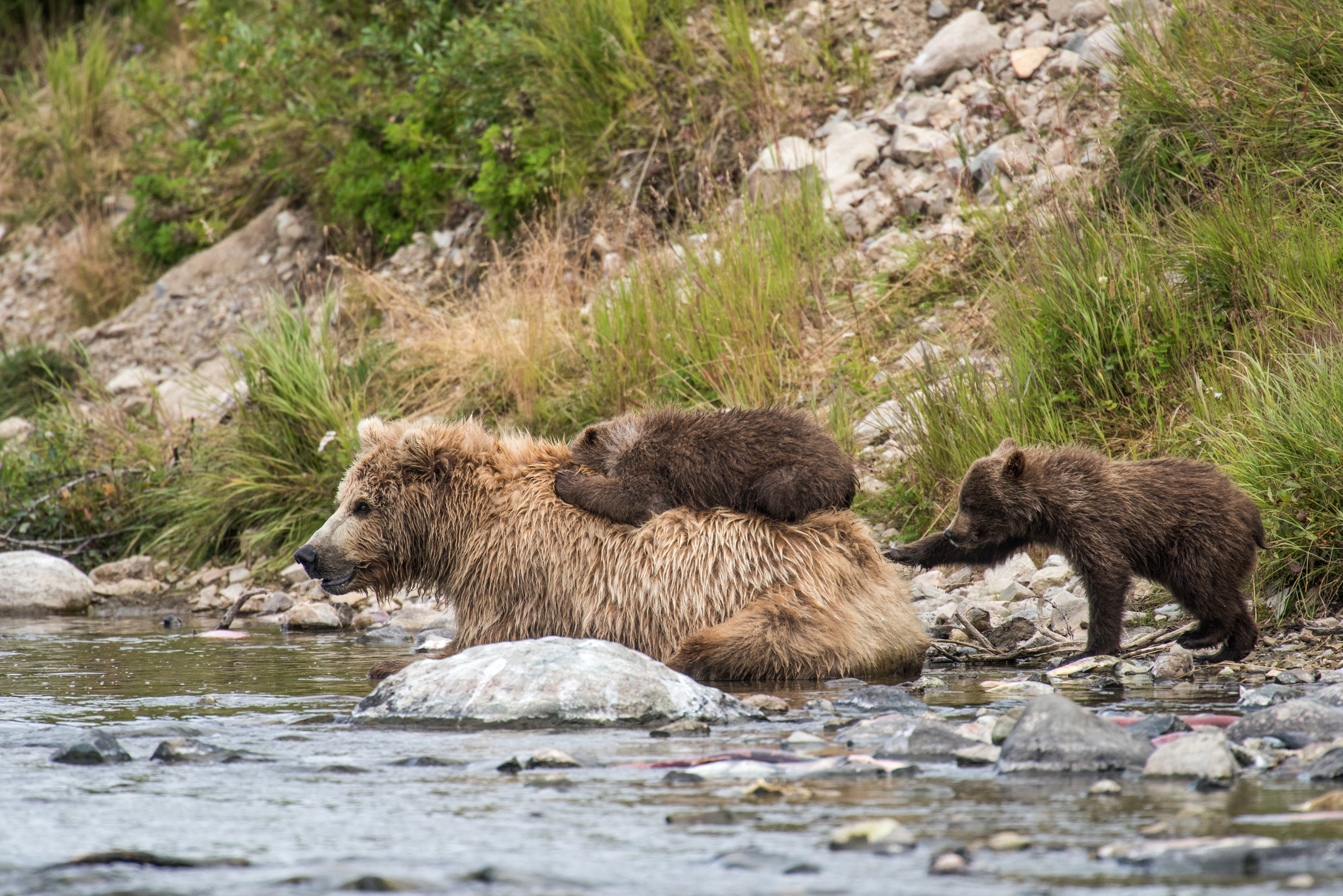Brown Bears and Cubs in a River HD Wallpaper