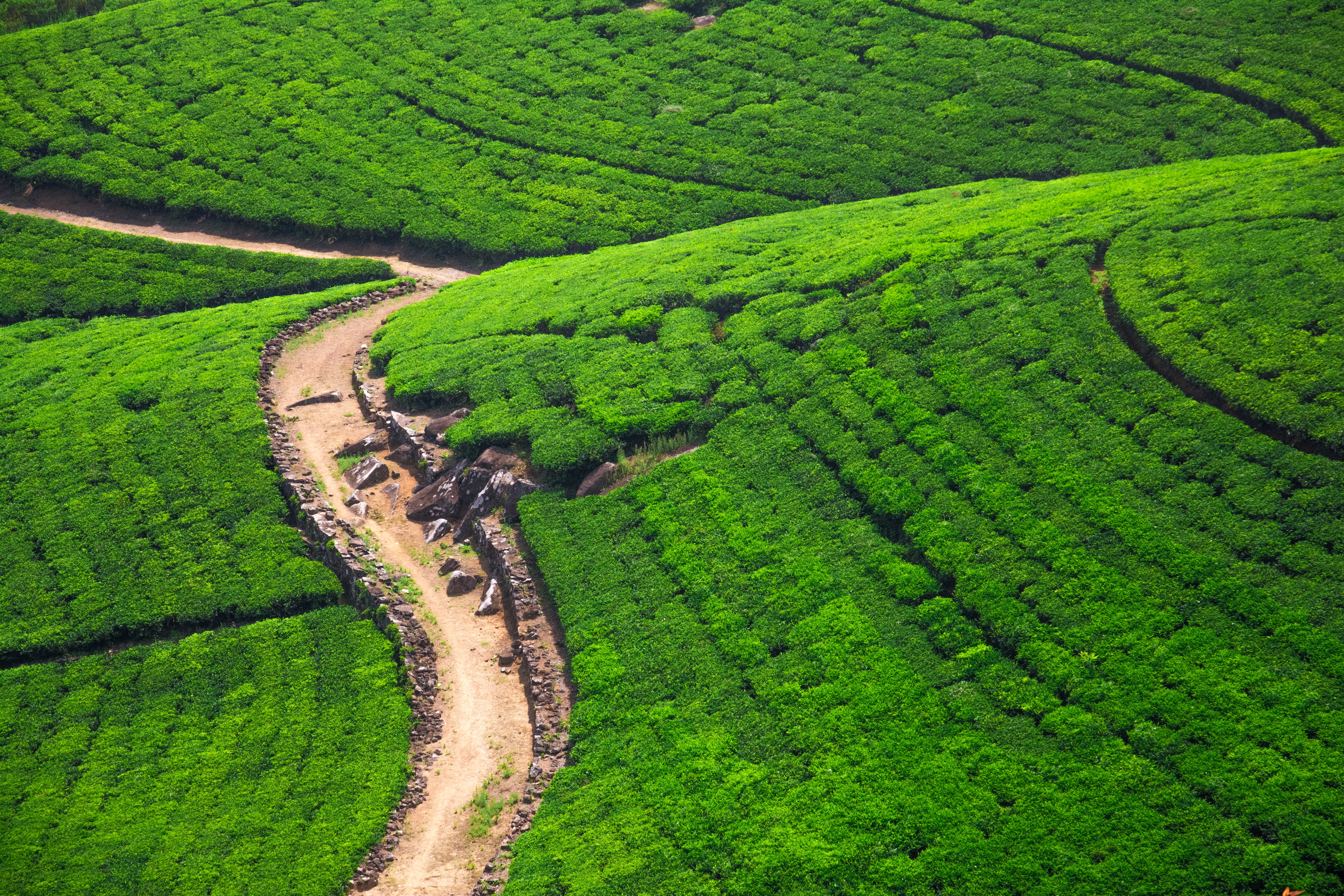 Tea fields and road in Nuwara Eliya, Sri Lanka HD Wallpaper