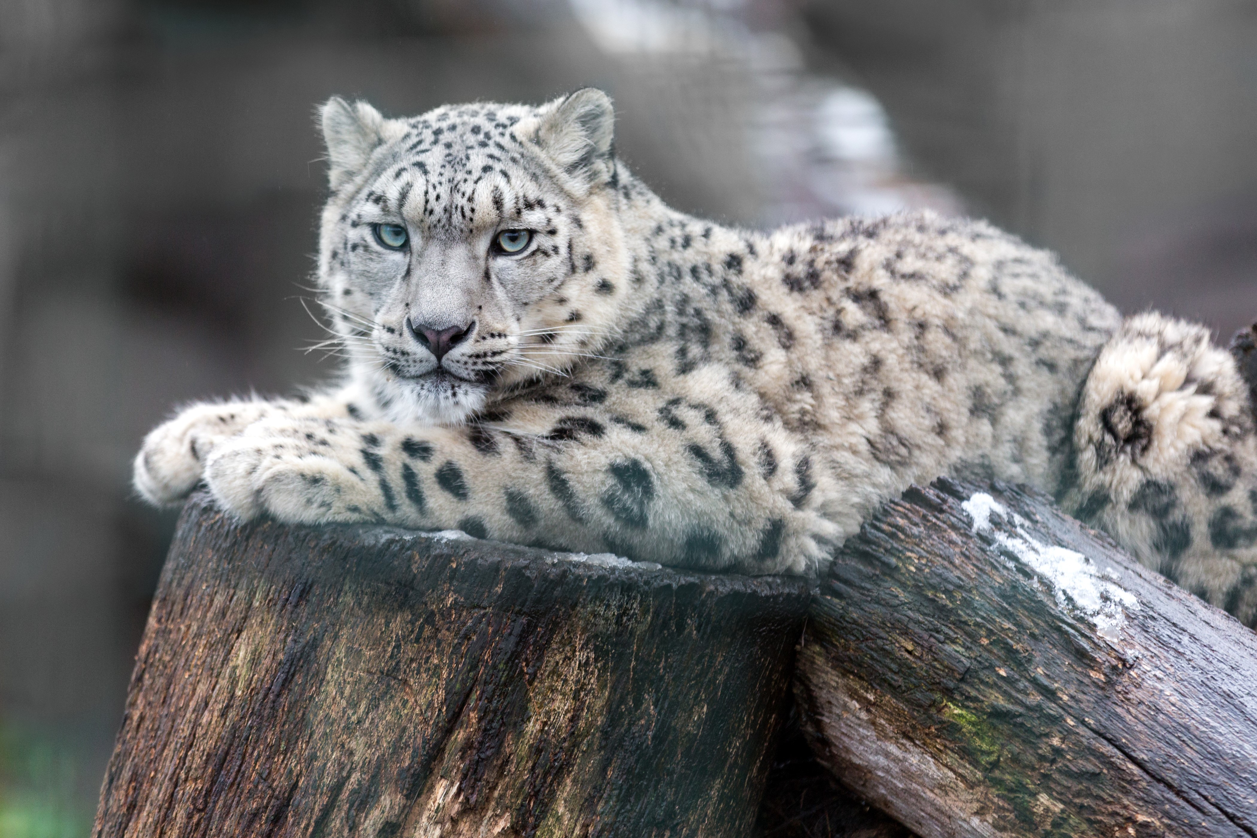 Snow leopard resting on a log HD Wallpaper