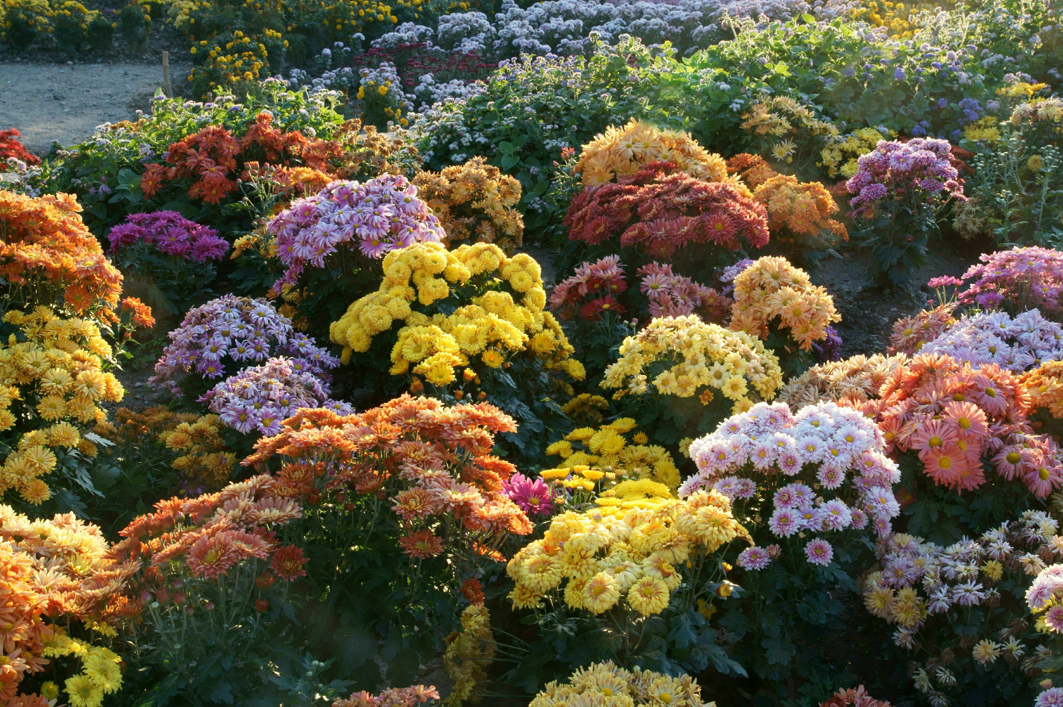 Colorful Chrysanthemum Shrubs in Bloom HD Wallpaper