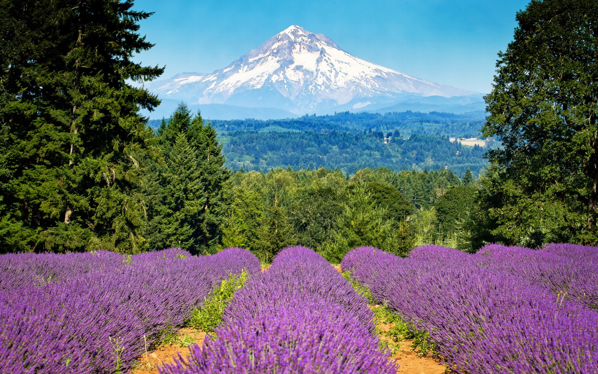 Lavender field with Mount Hood in the background HD Wallpaper