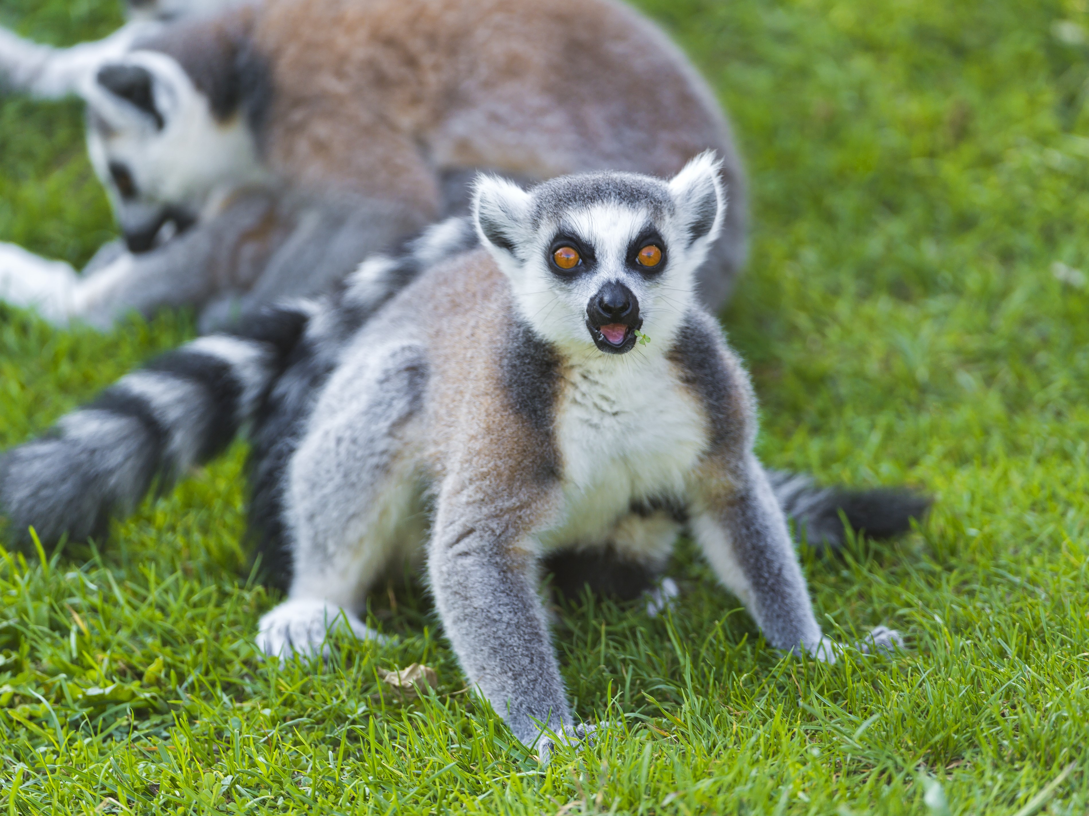 Ring-tailed lemurs on green grass HD Wallpaper