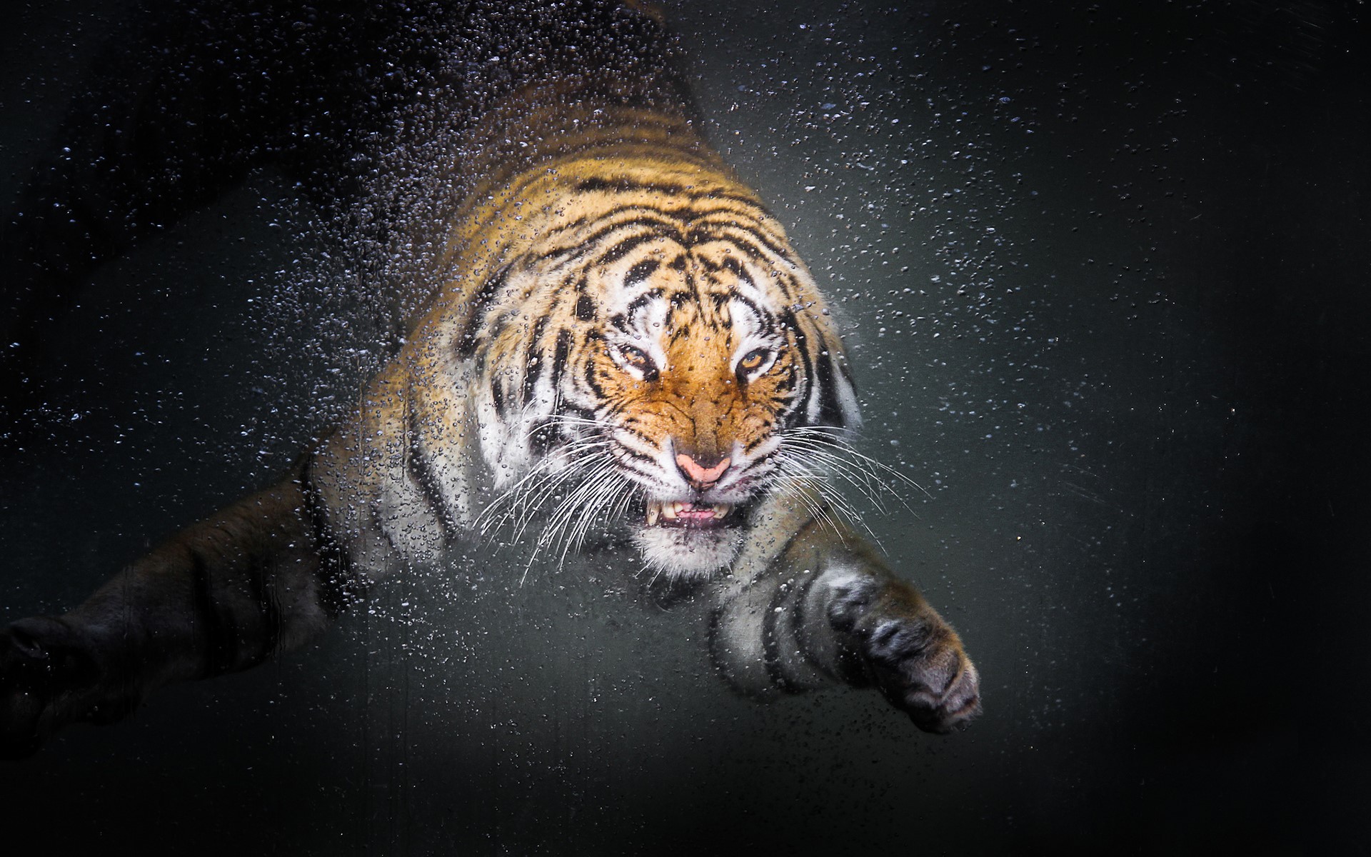 Tiger swimming underwater with water droplets HD Wallpaper