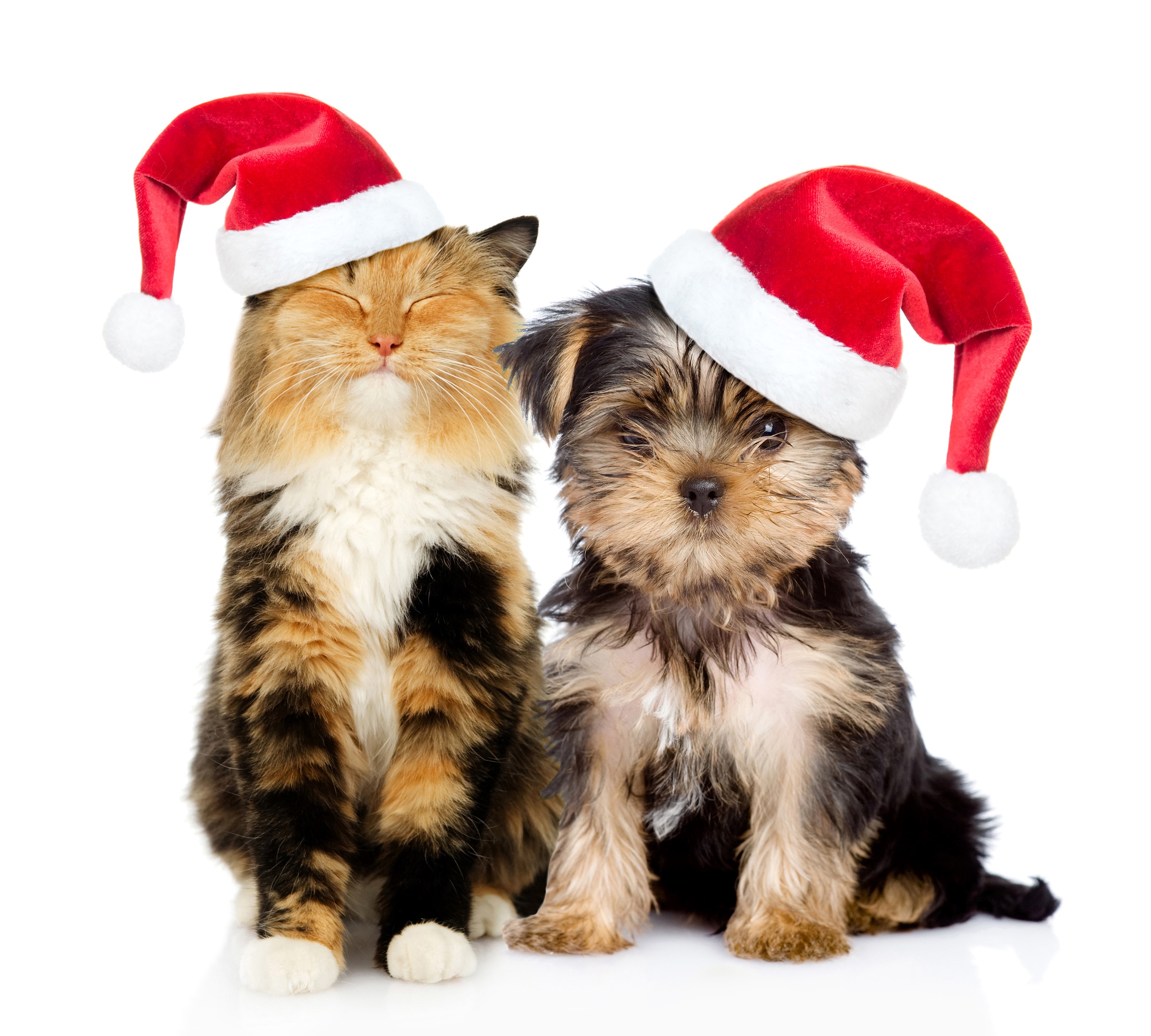 Cat and Yorkshire Terrier wearing Santa hats HD Wallpaper