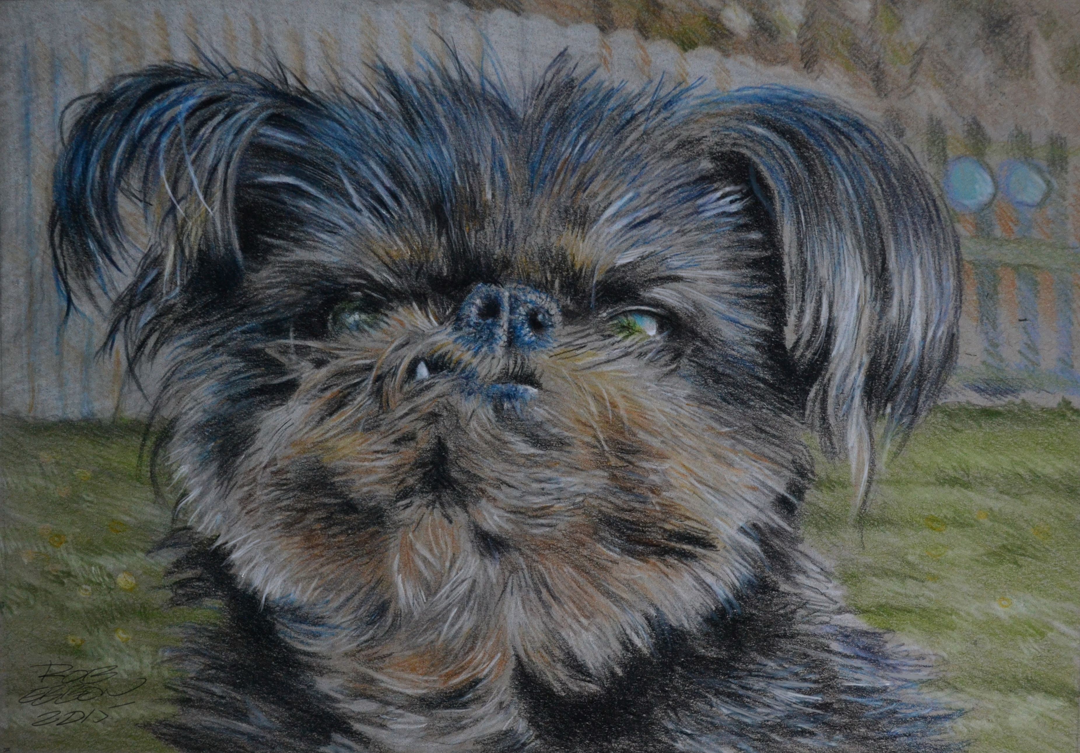 Painting of a Brussels Griffon dog HD Wallpaper