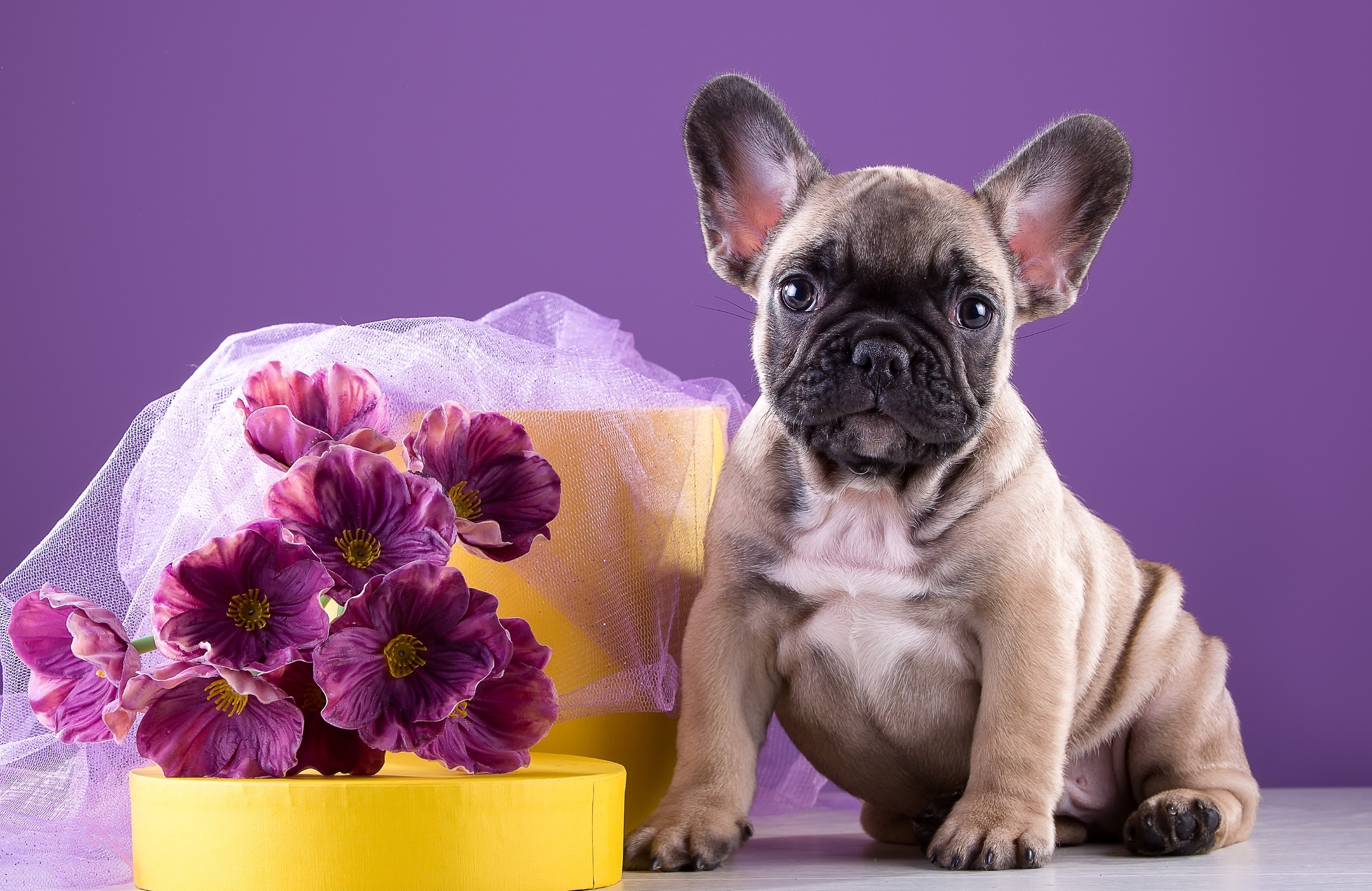 French Bulldog puppy with purple flowers and yellow box HD Wallpaper