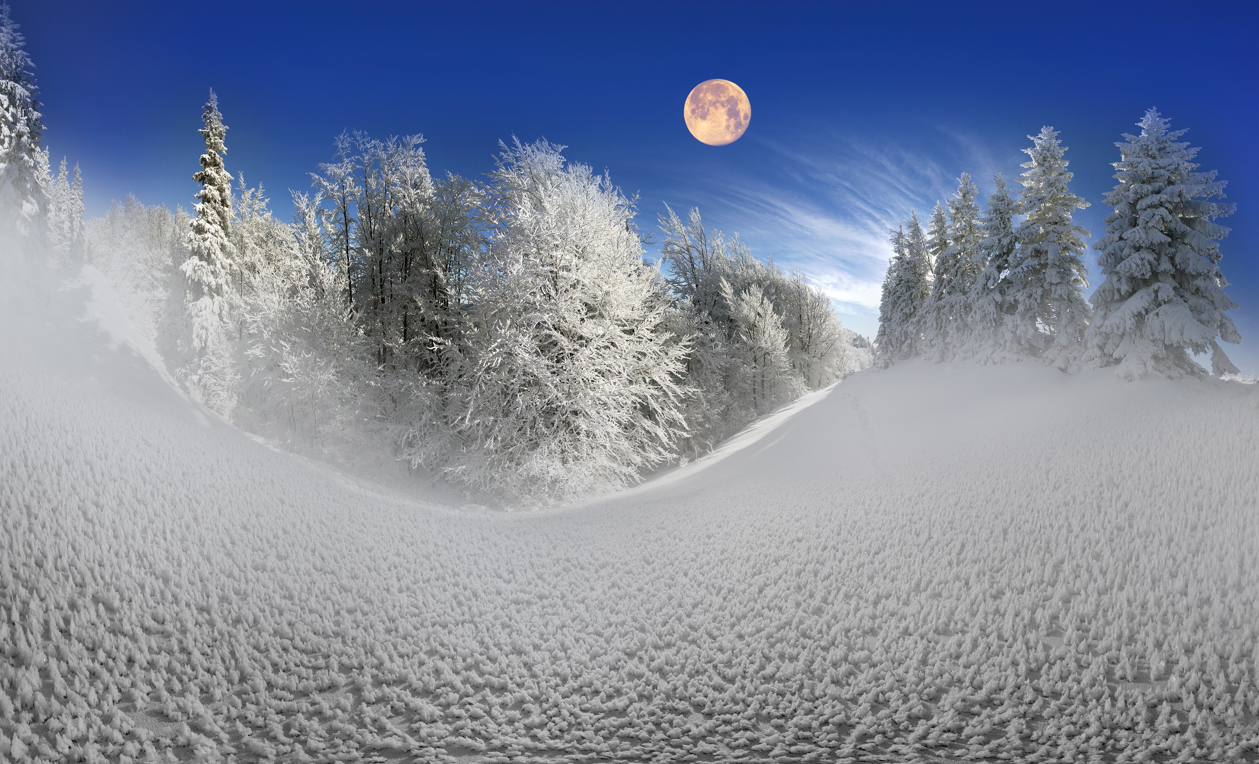 4K Winter Snow Moon Spruce Forest HD Wallpaper