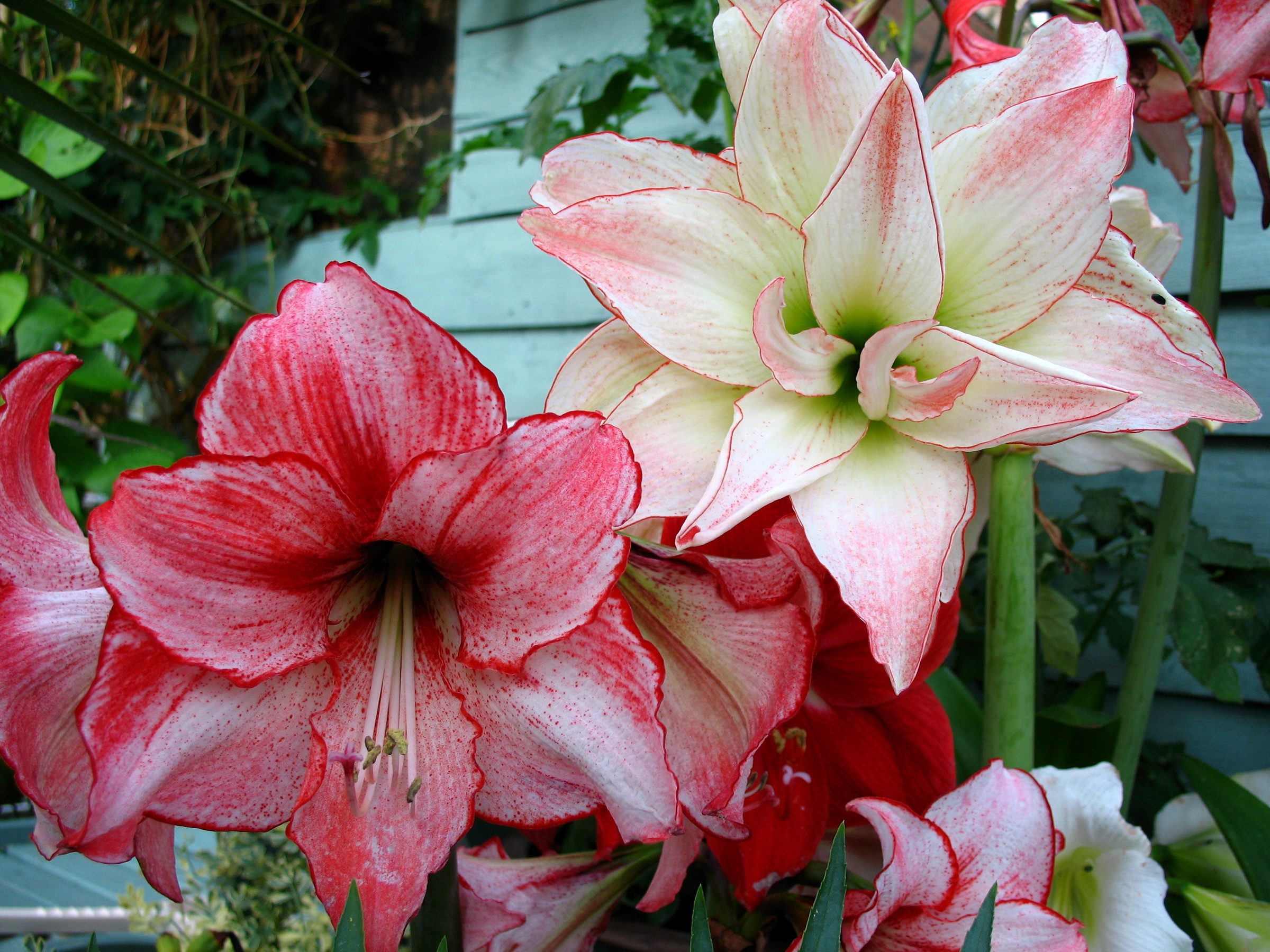 Close-up of red and white Amaryllis flowers HD Wallpaper