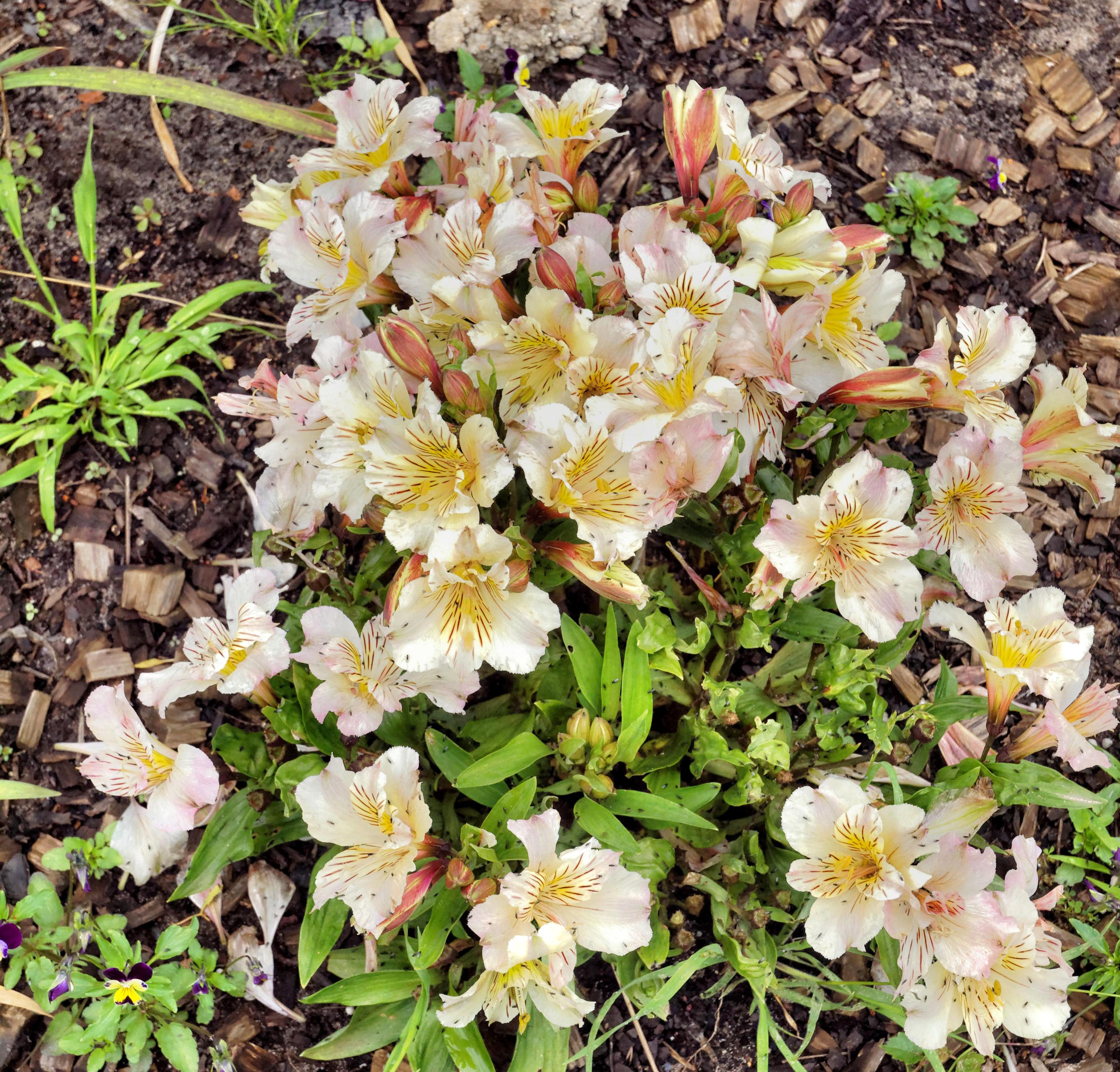 Many Alstroemeria flowers in a garden HD Wallpaper