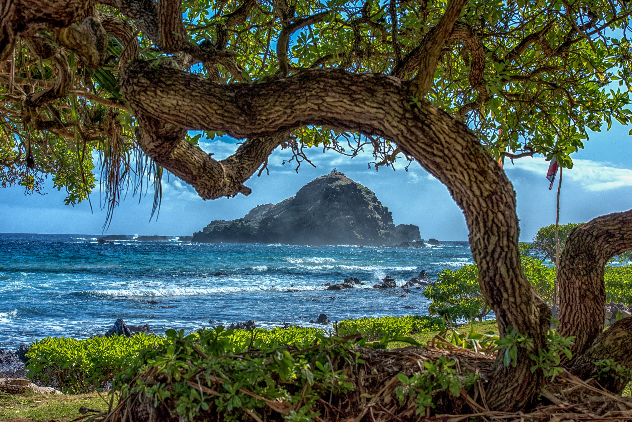 Tree framing a rocky island off the coast of Hawaii HD Wallpaper