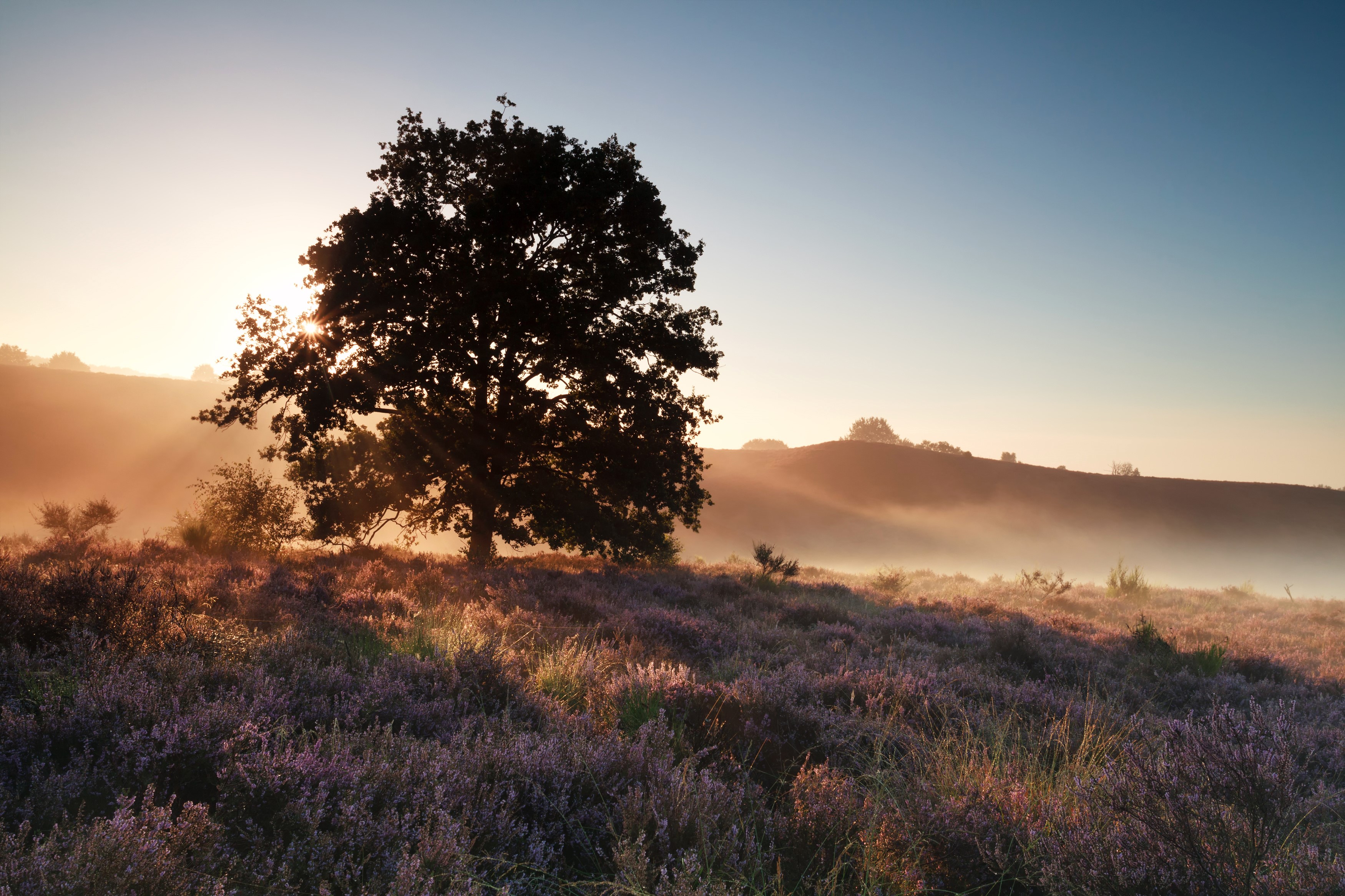 Tree in a field of heather at sunrise HD Wallpaper