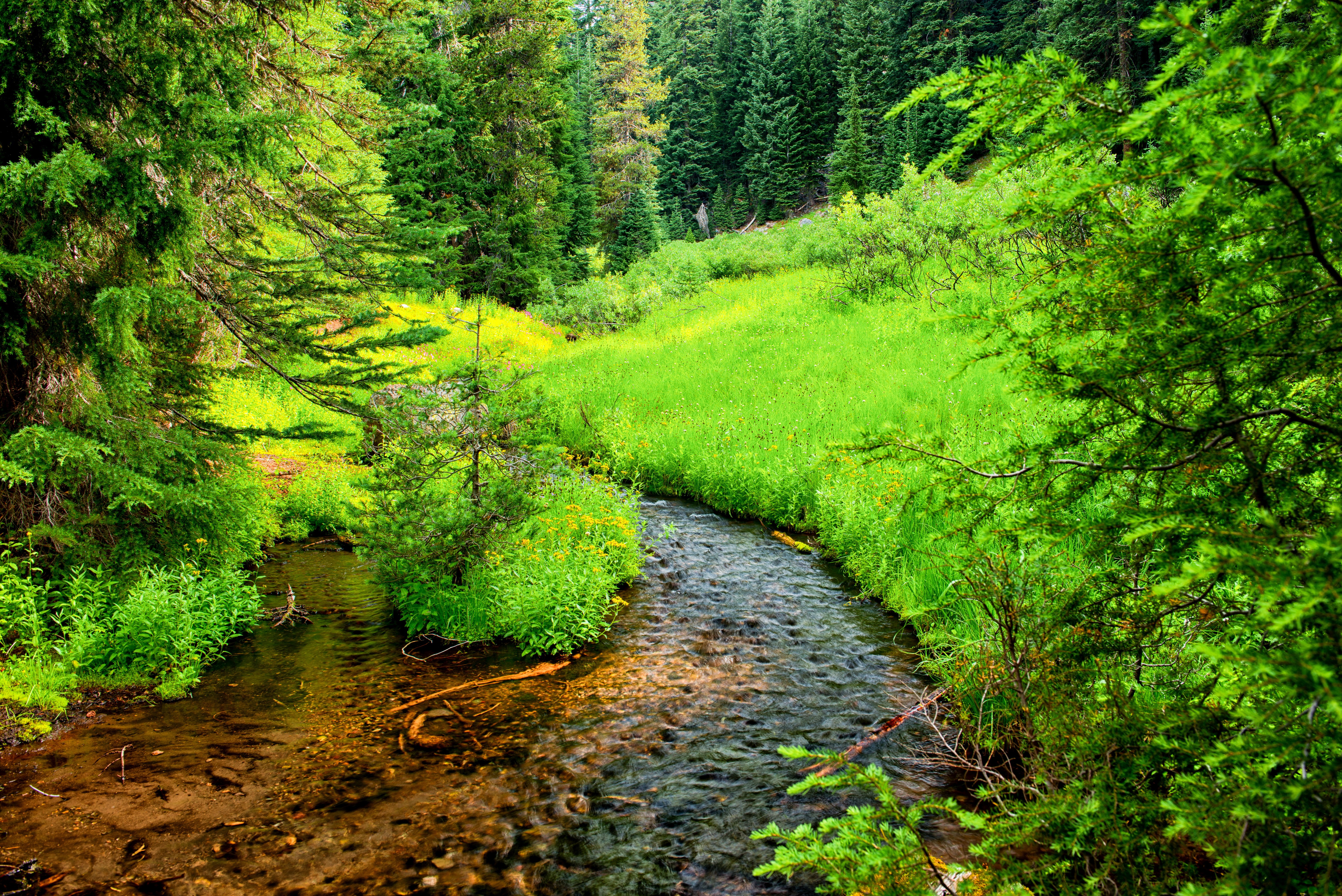Stream in Crater Lake National Park, Oregon HD Wallpaper