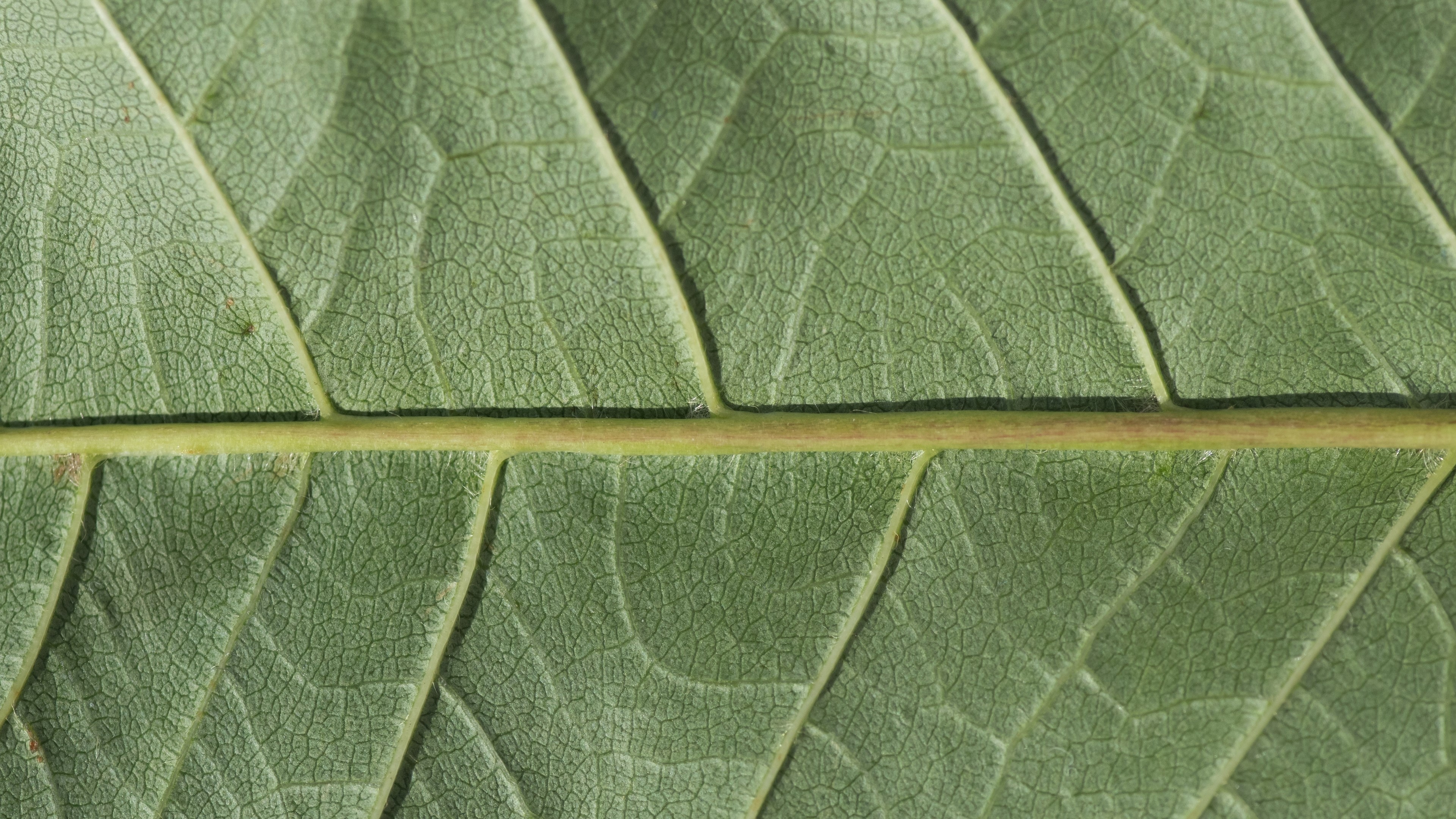 Green Leaf Texture Macro HD Wallpaper