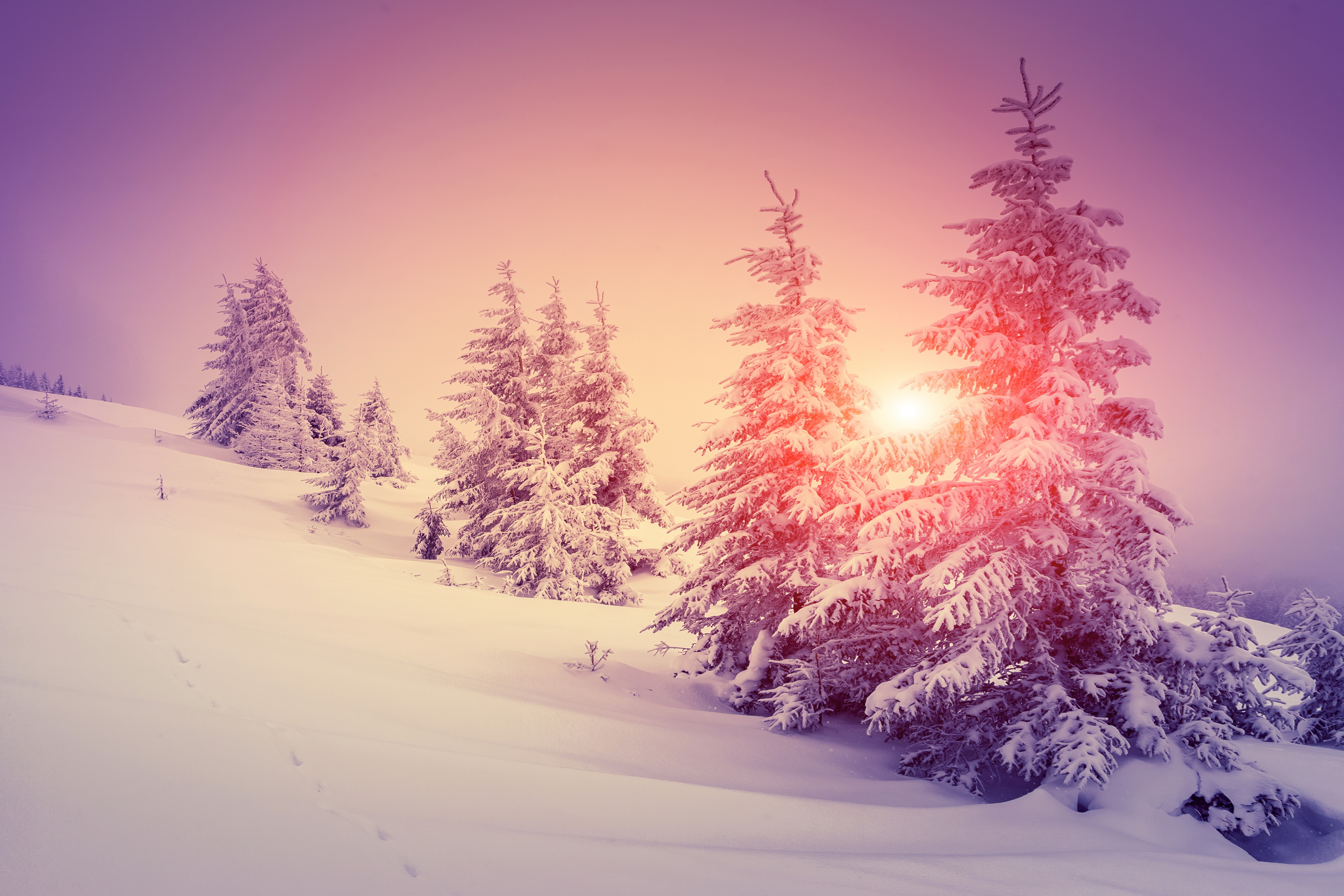 Snow-covered spruce trees in winter landscape at sunrise HD Wallpaper