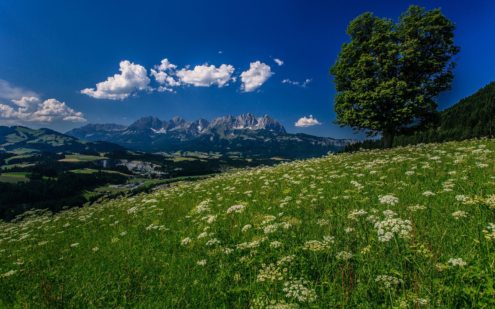 Meadow with wildflowers and mountains under blue sky HD Wallpaper