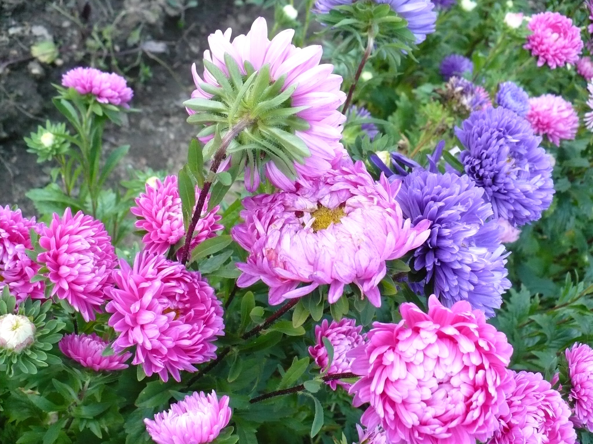 Pink and purple asters in a garden HD Wallpaper
