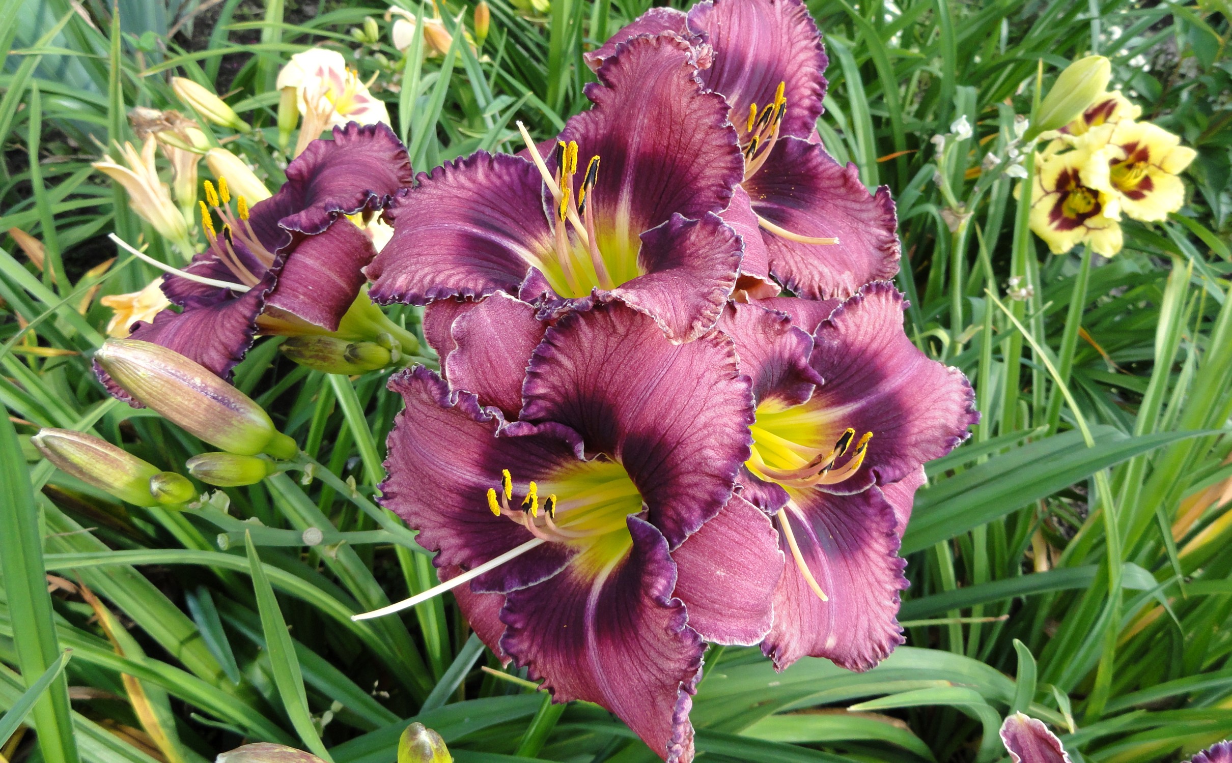 Purple daylilies with yellow centers and buds HD Wallpaper