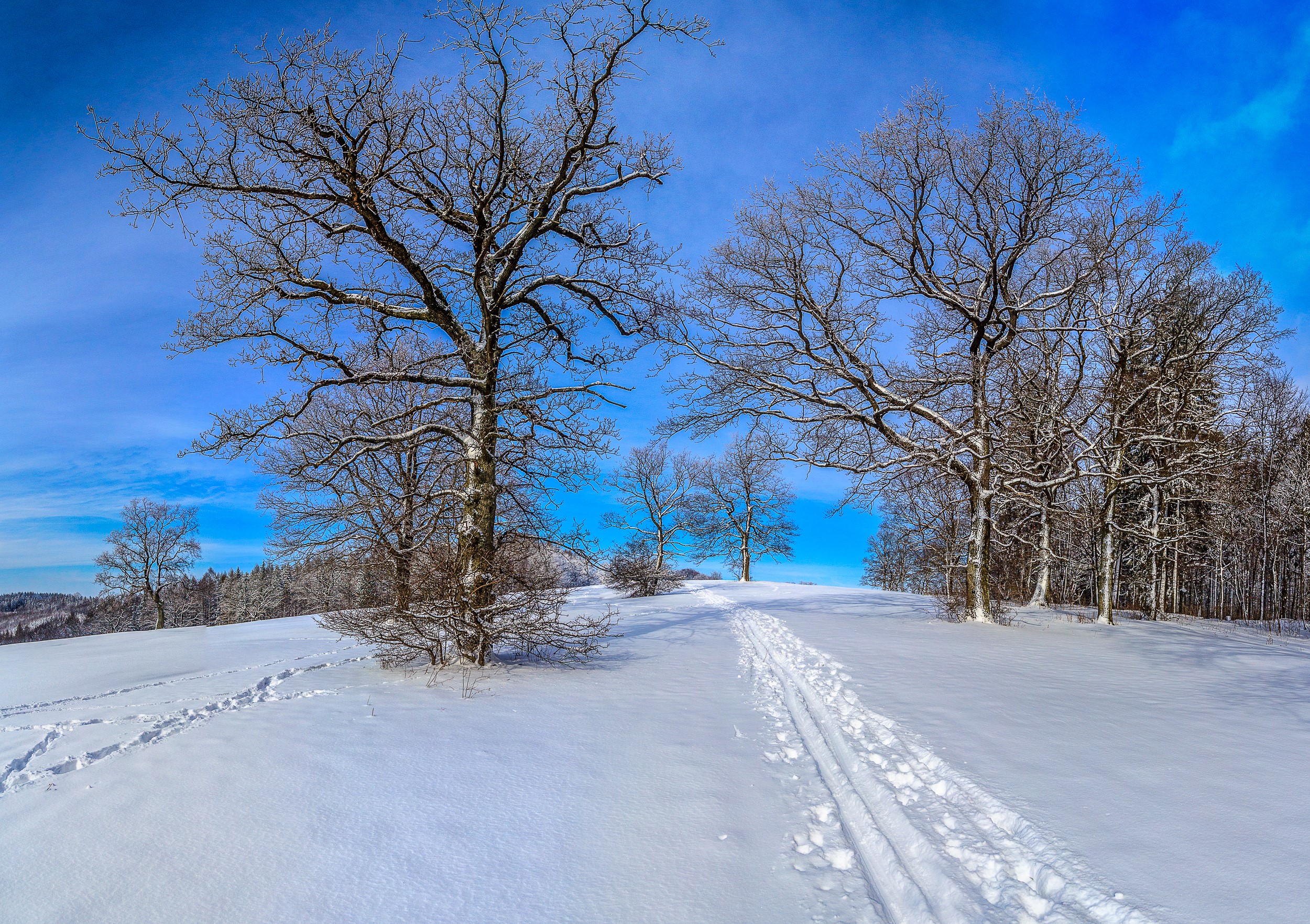 Winter landscape with snow-covered trees and ski tracks HD Wallpaper