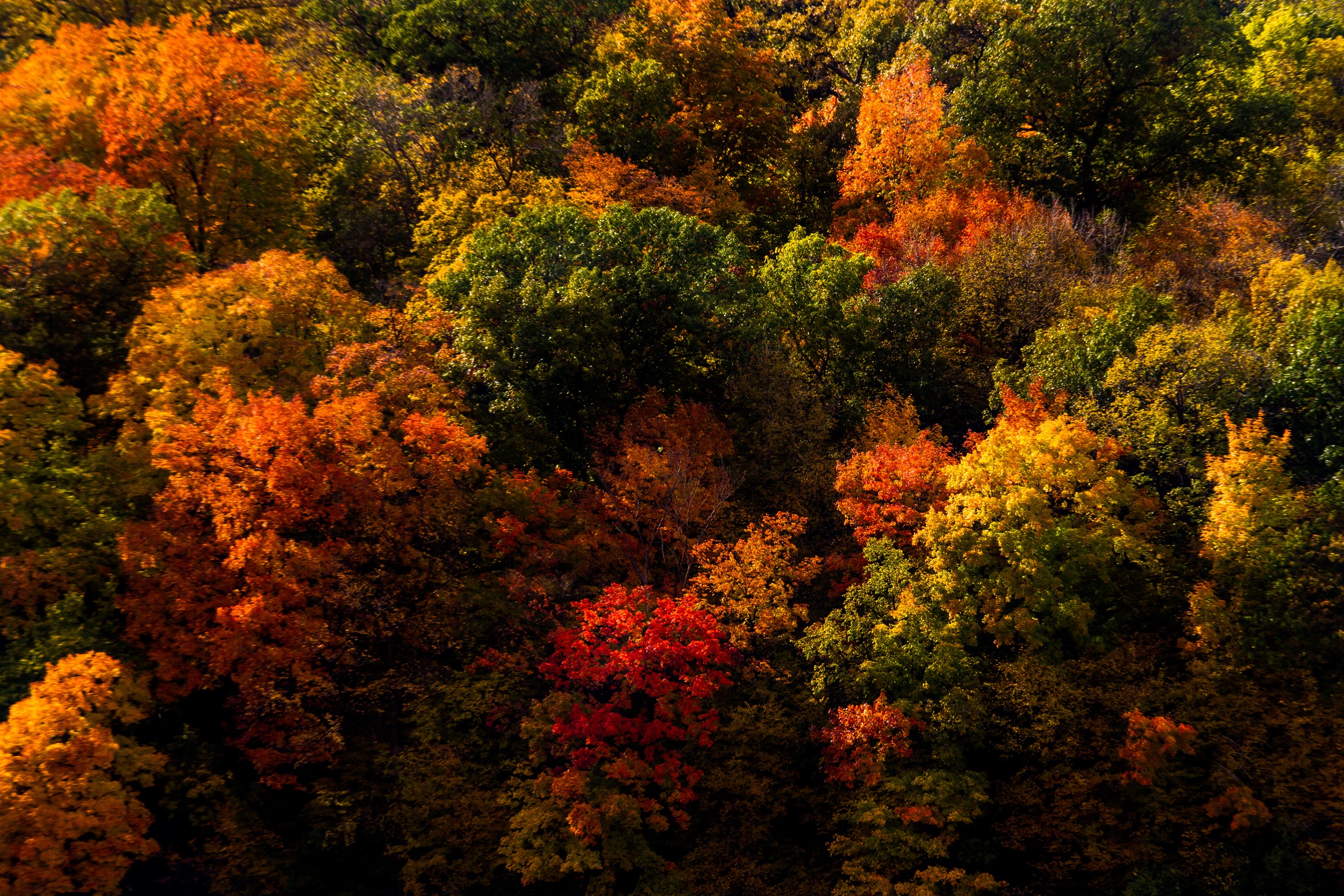 Autumn forest canopy with vibrant fall foliage HD Wallpaper