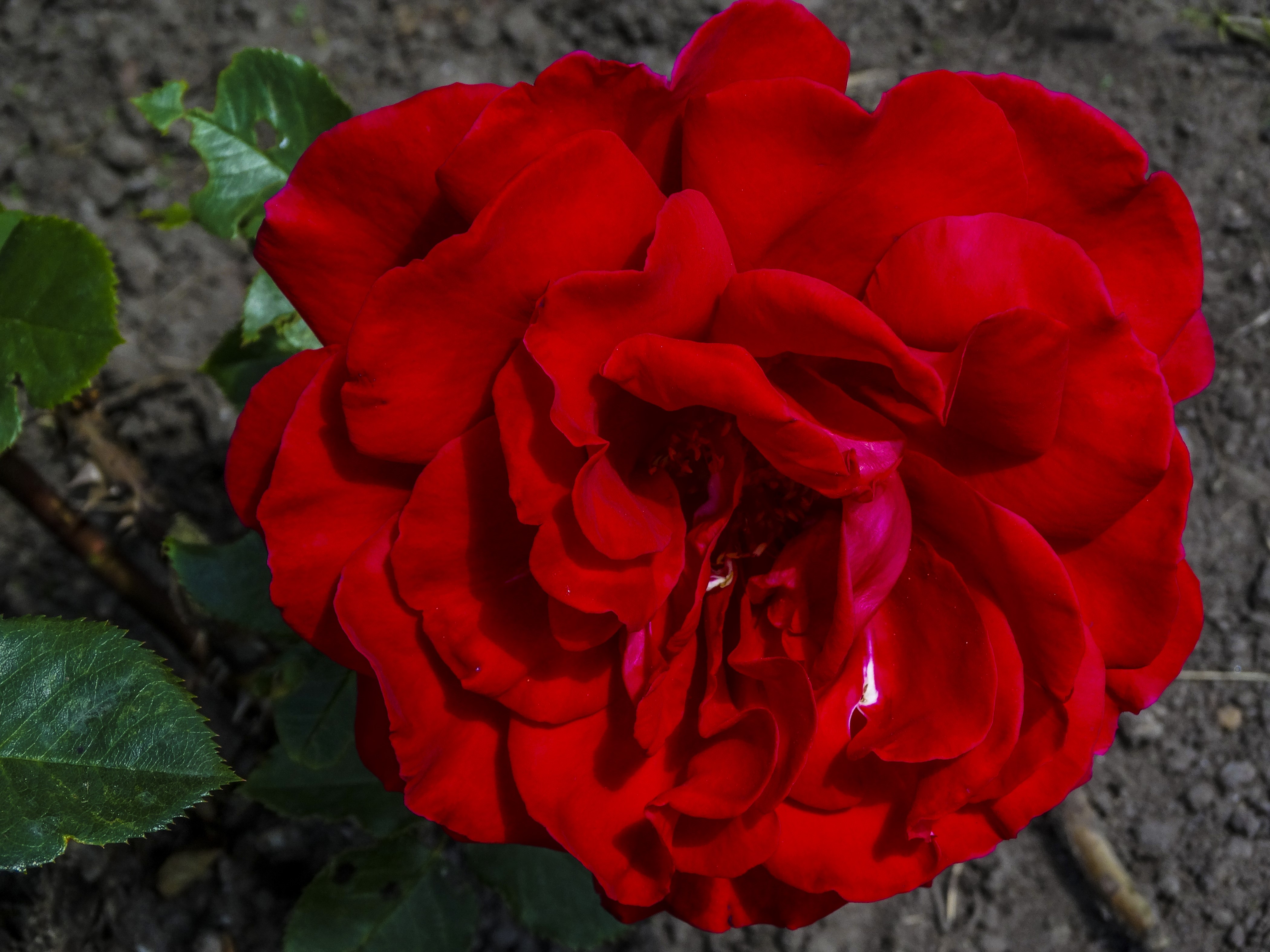 Red Rose Closeup HD Wallpaper