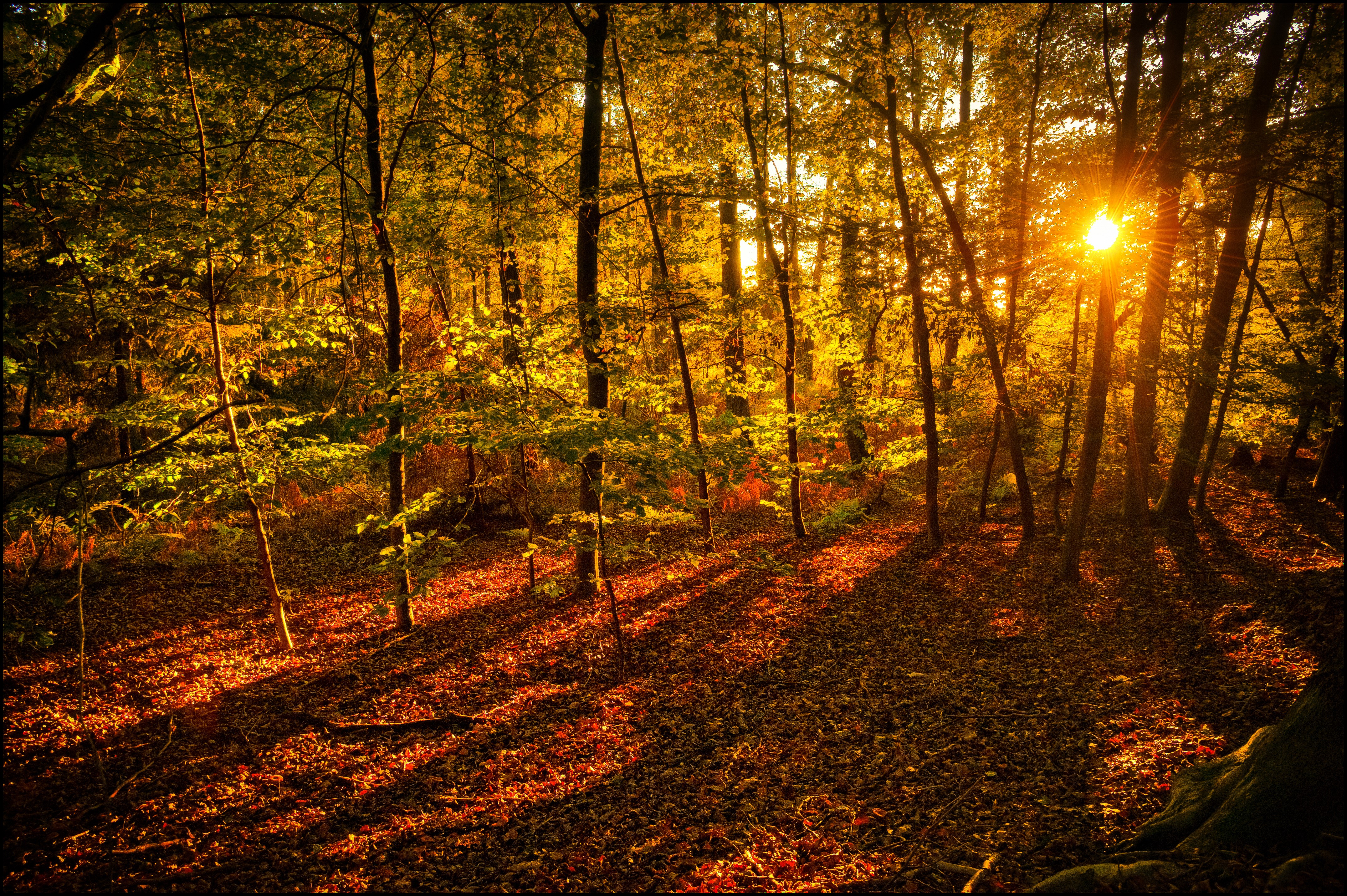Autumn forest with sun rays filtering through trees HD Wallpaper