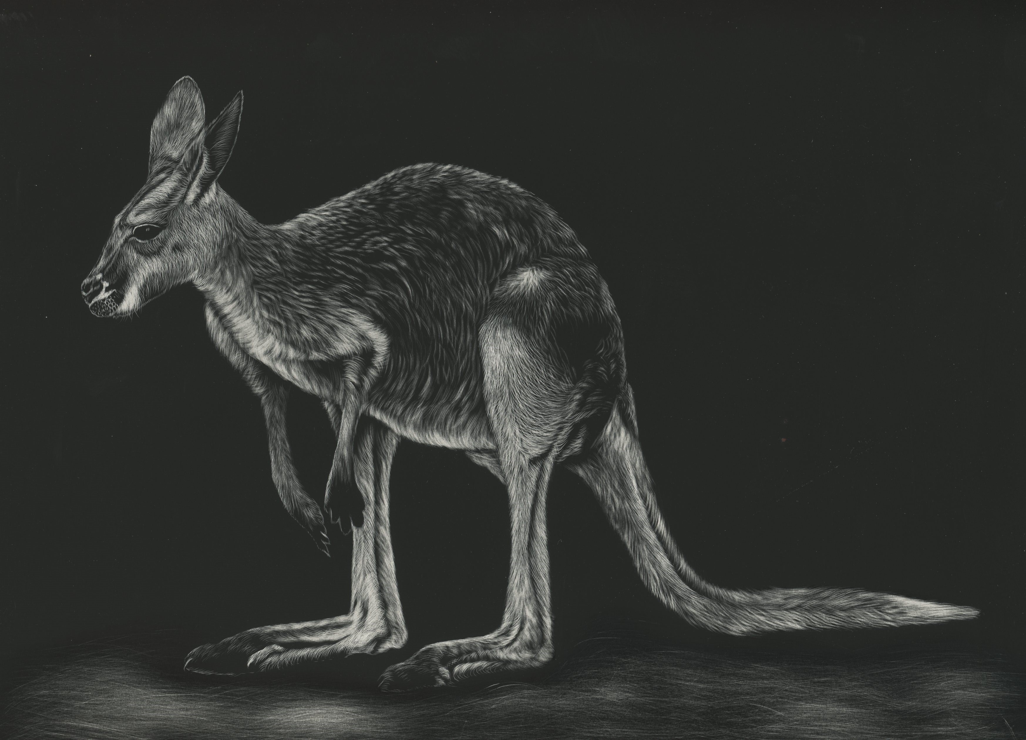 Kangaroo drawing on black background HD Wallpaper