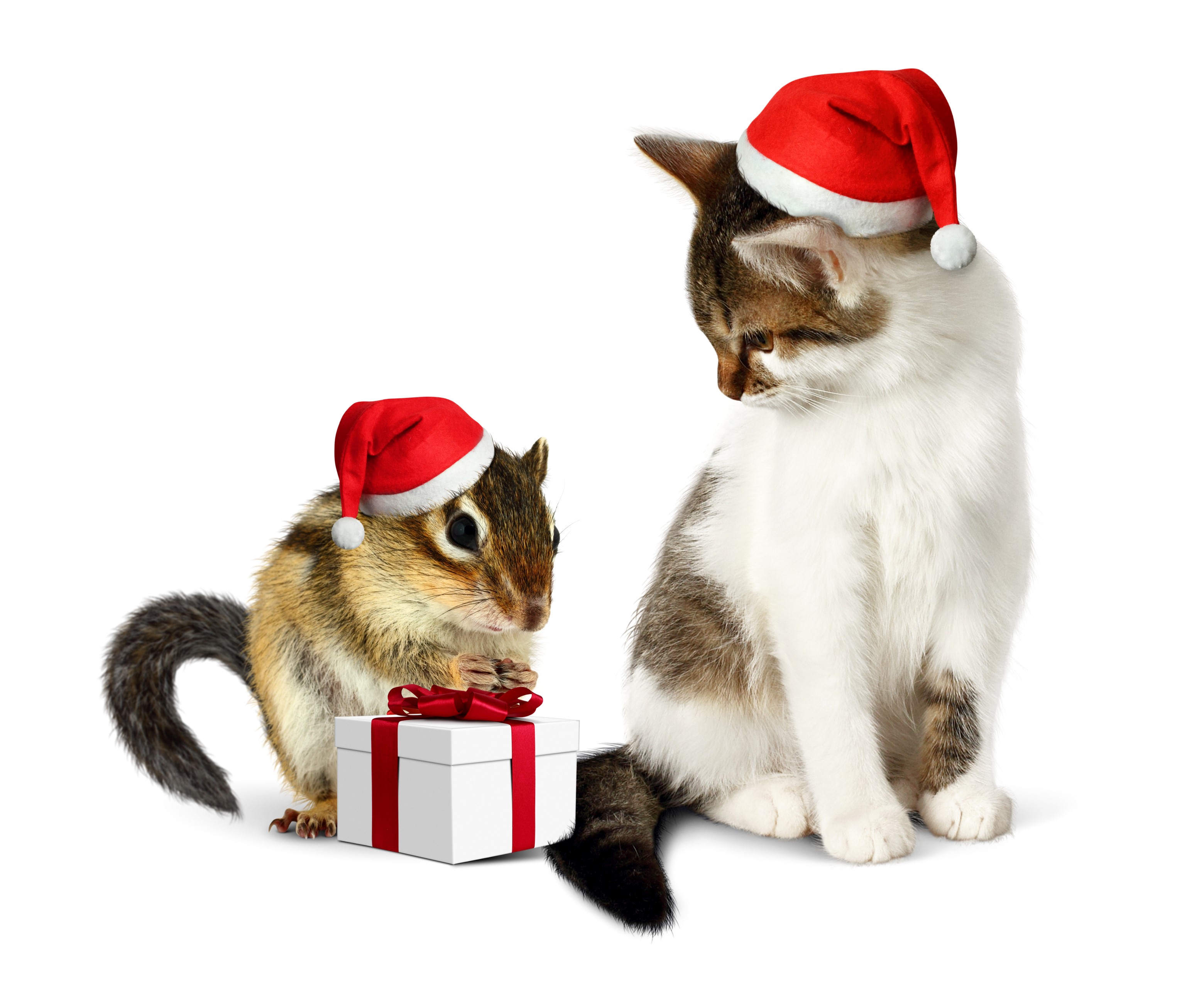 Chipmunk and Kitten Wearing Santa Hats with Gift HD Wallpaper