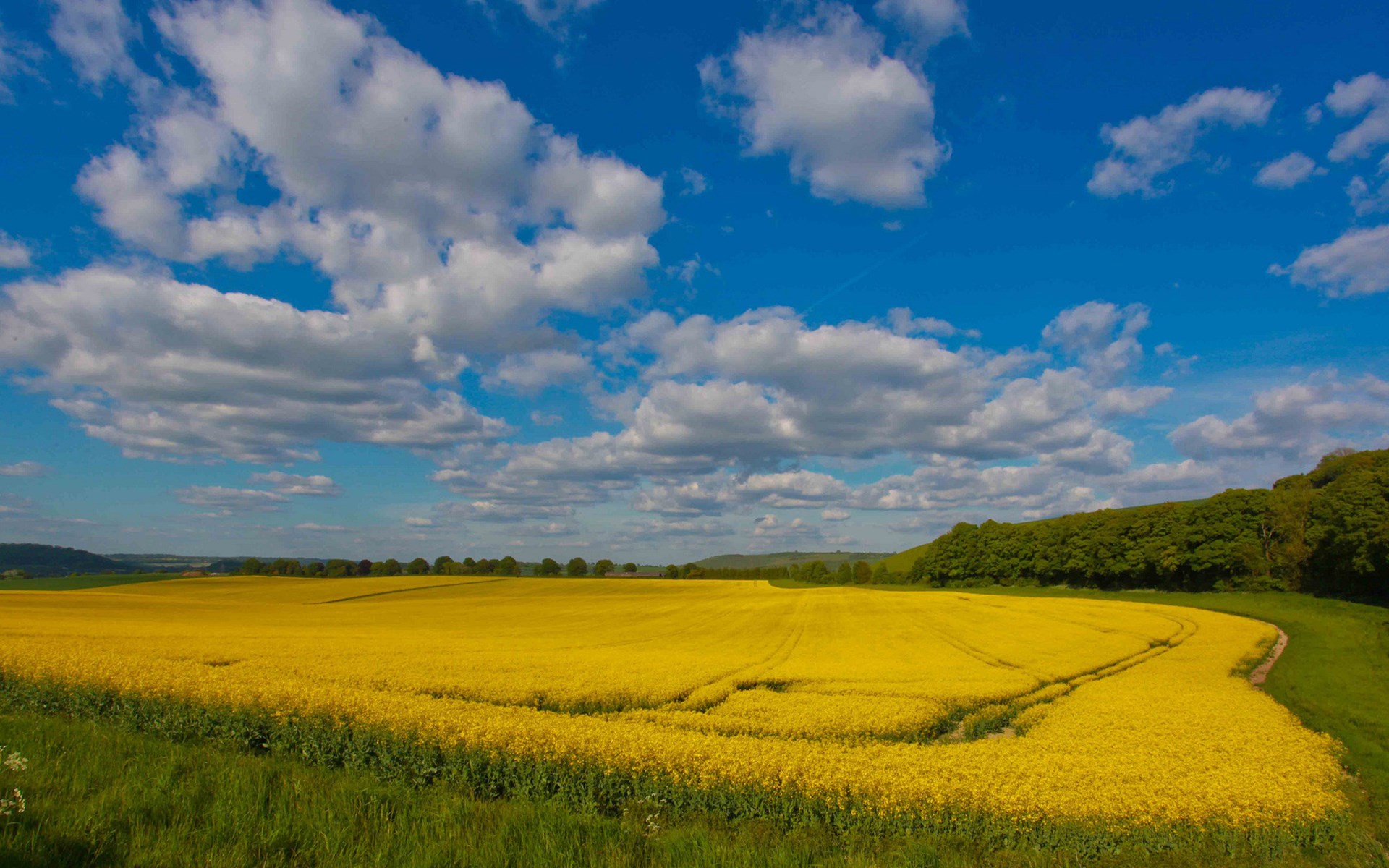 A vast yellow field under a blue sky with clouds HD Wallpaper