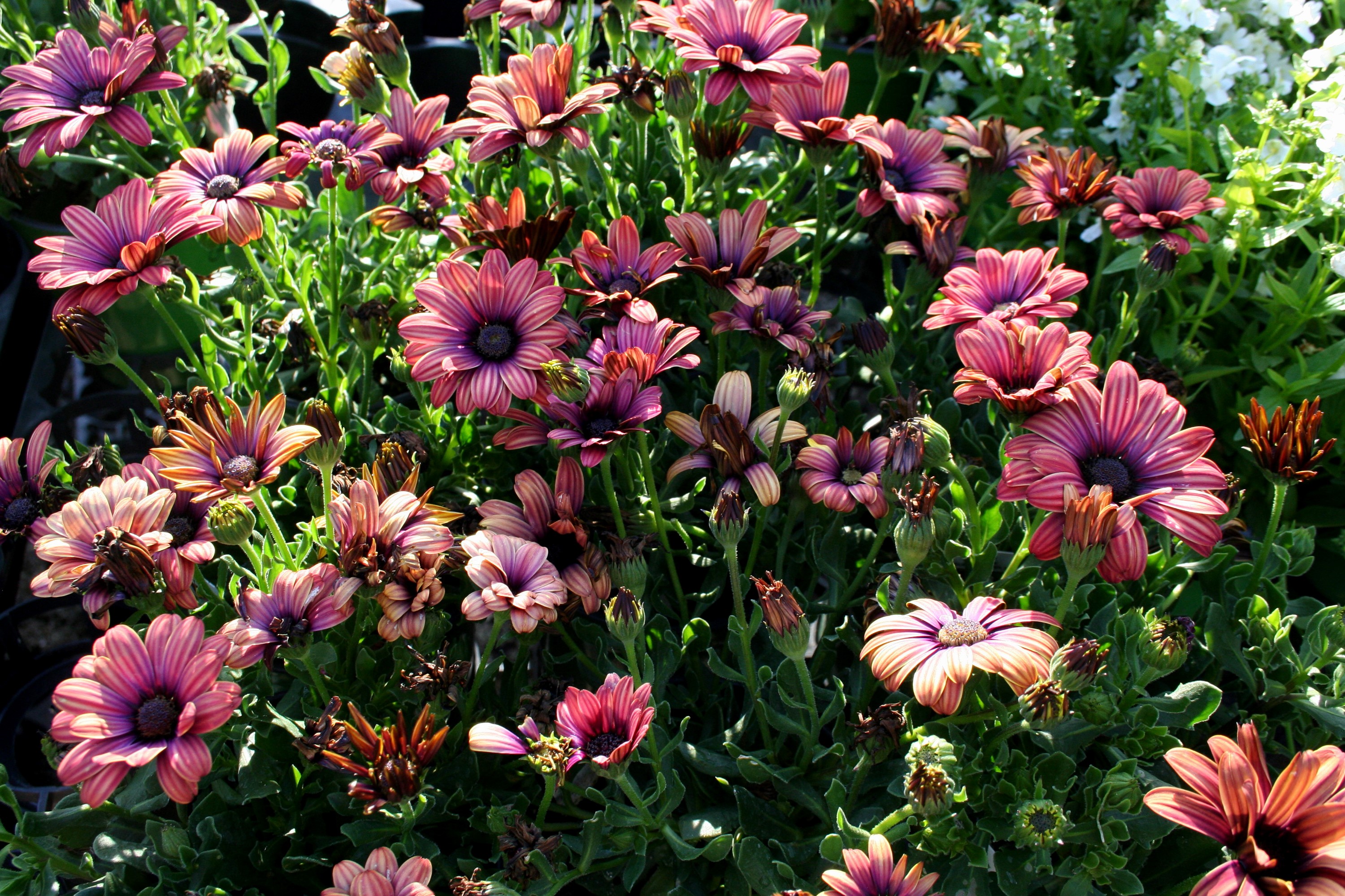Many purple and orange daisies in sunlight HD Wallpaper