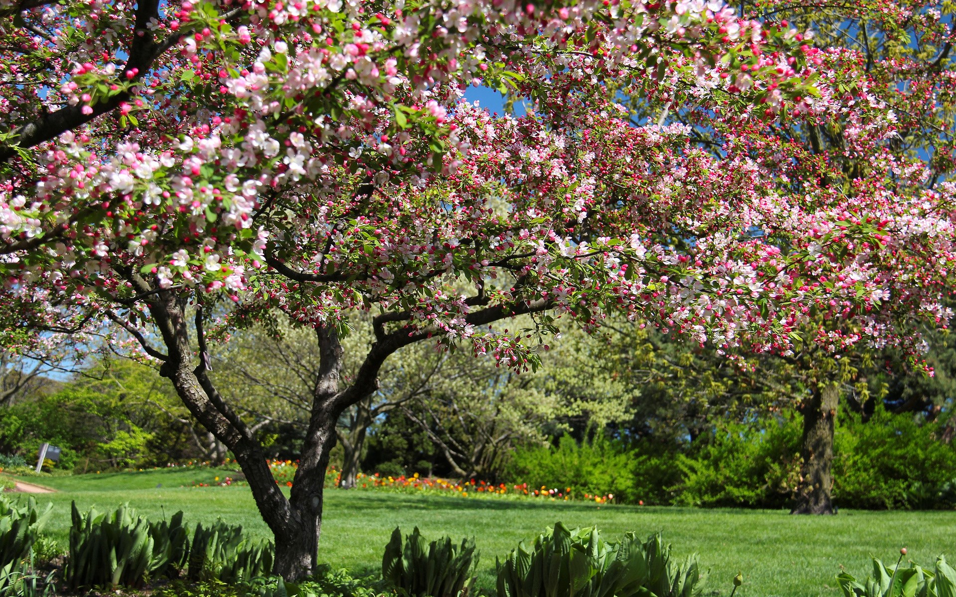 Tree with pink and white blossoms in a park HD Wallpaper
