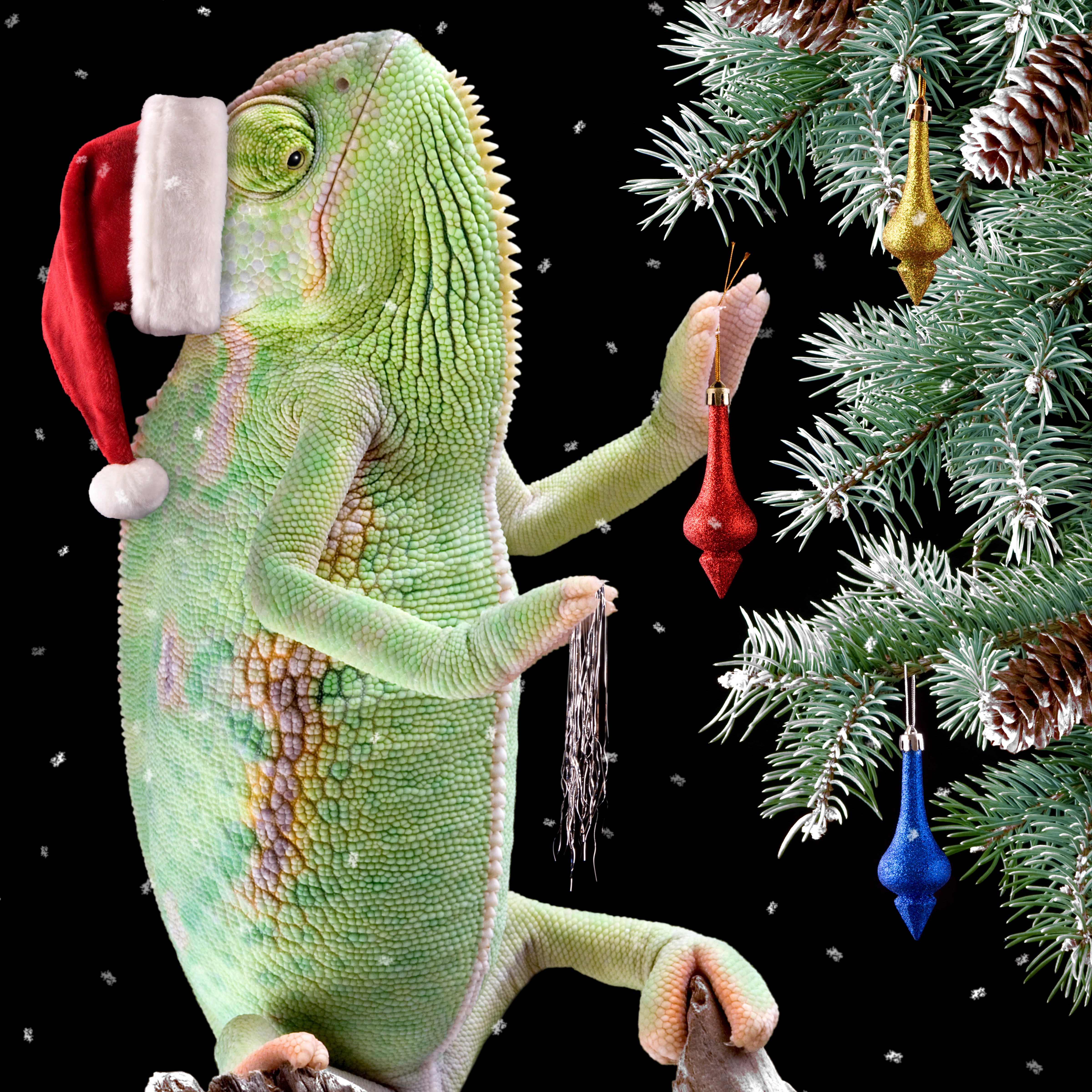 Chameleon decorating a Christmas tree HD Wallpaper