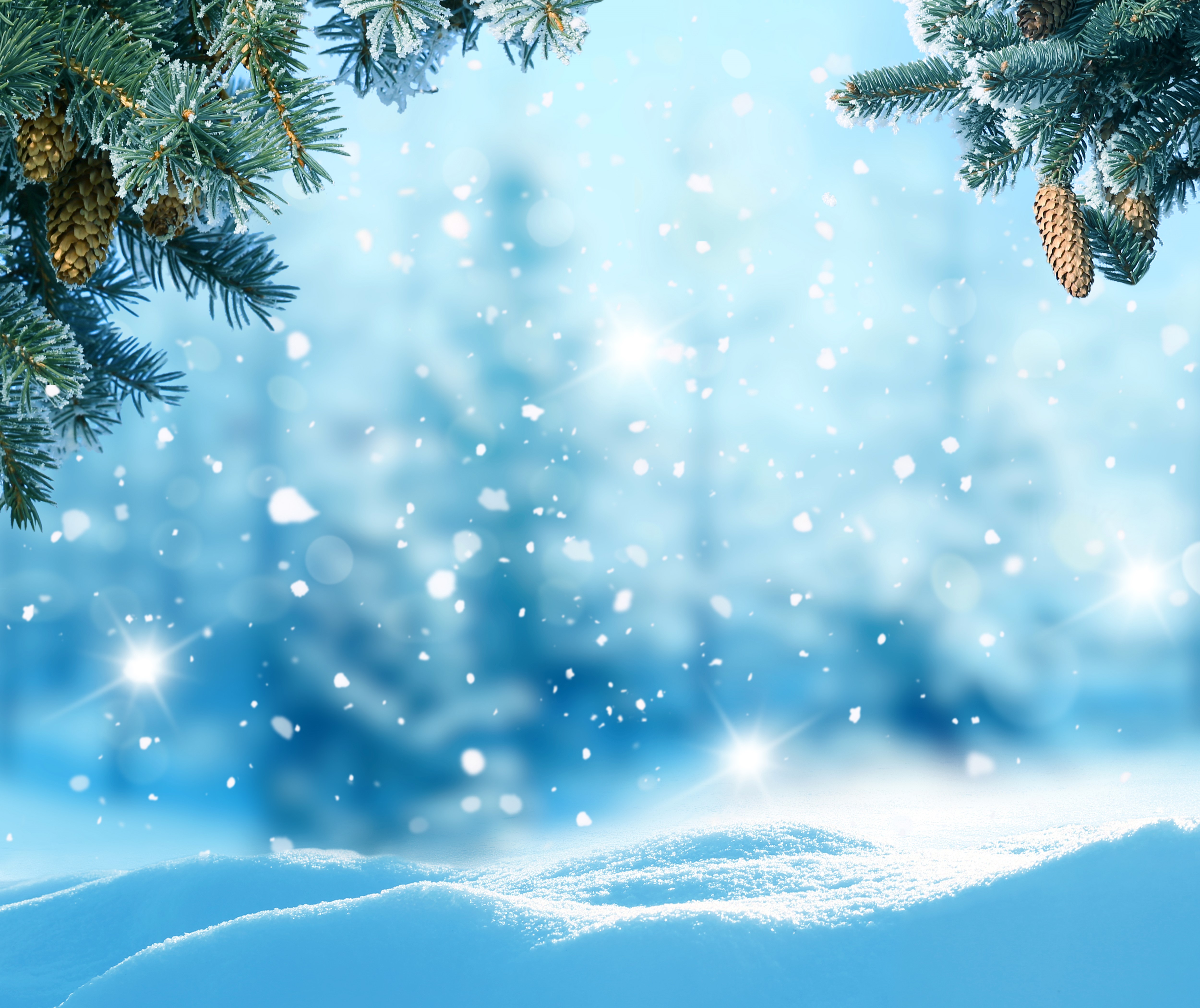 Winter scene with pine branches and snow HD Wallpaper