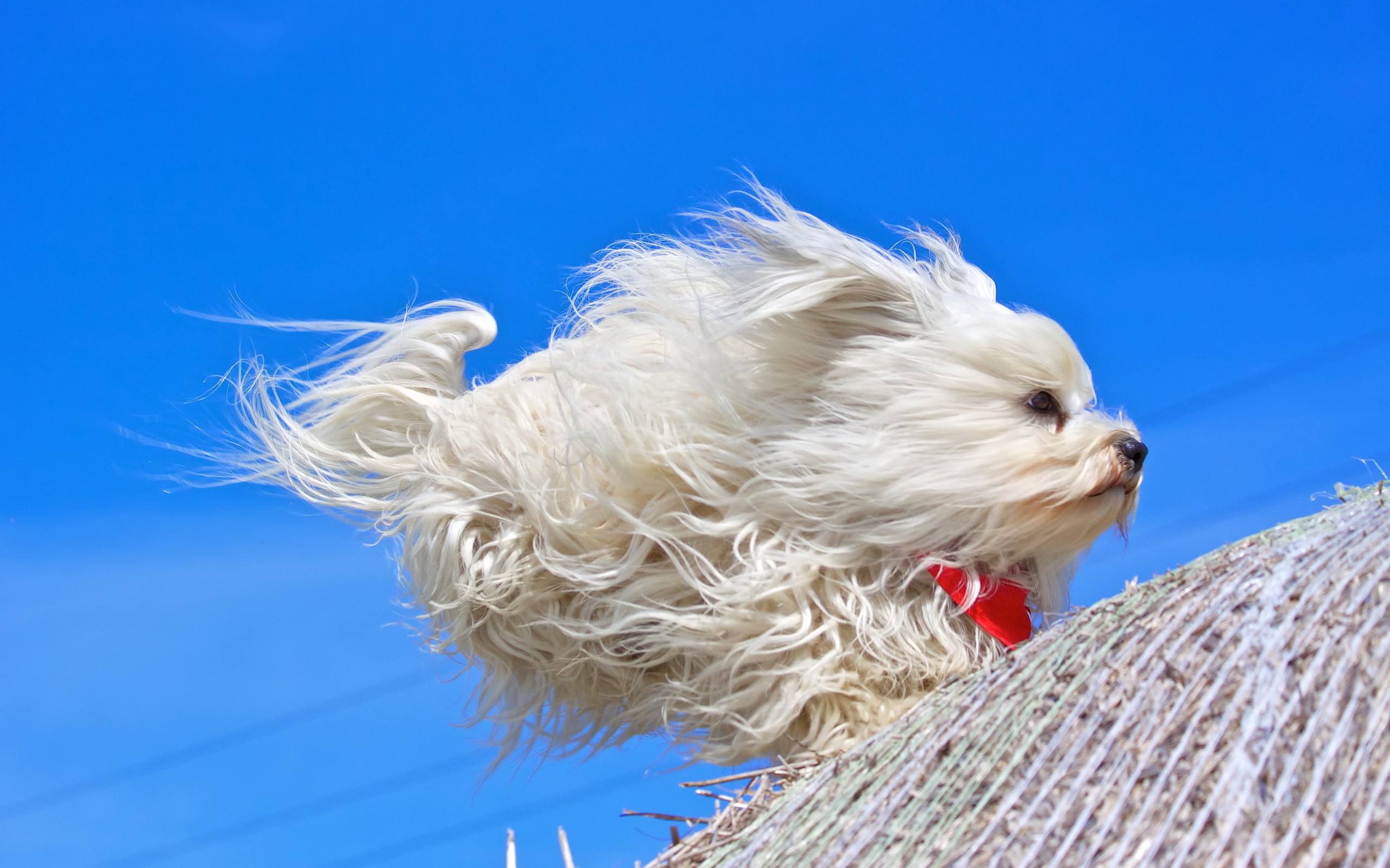White dog running in the wind HD Wallpaper