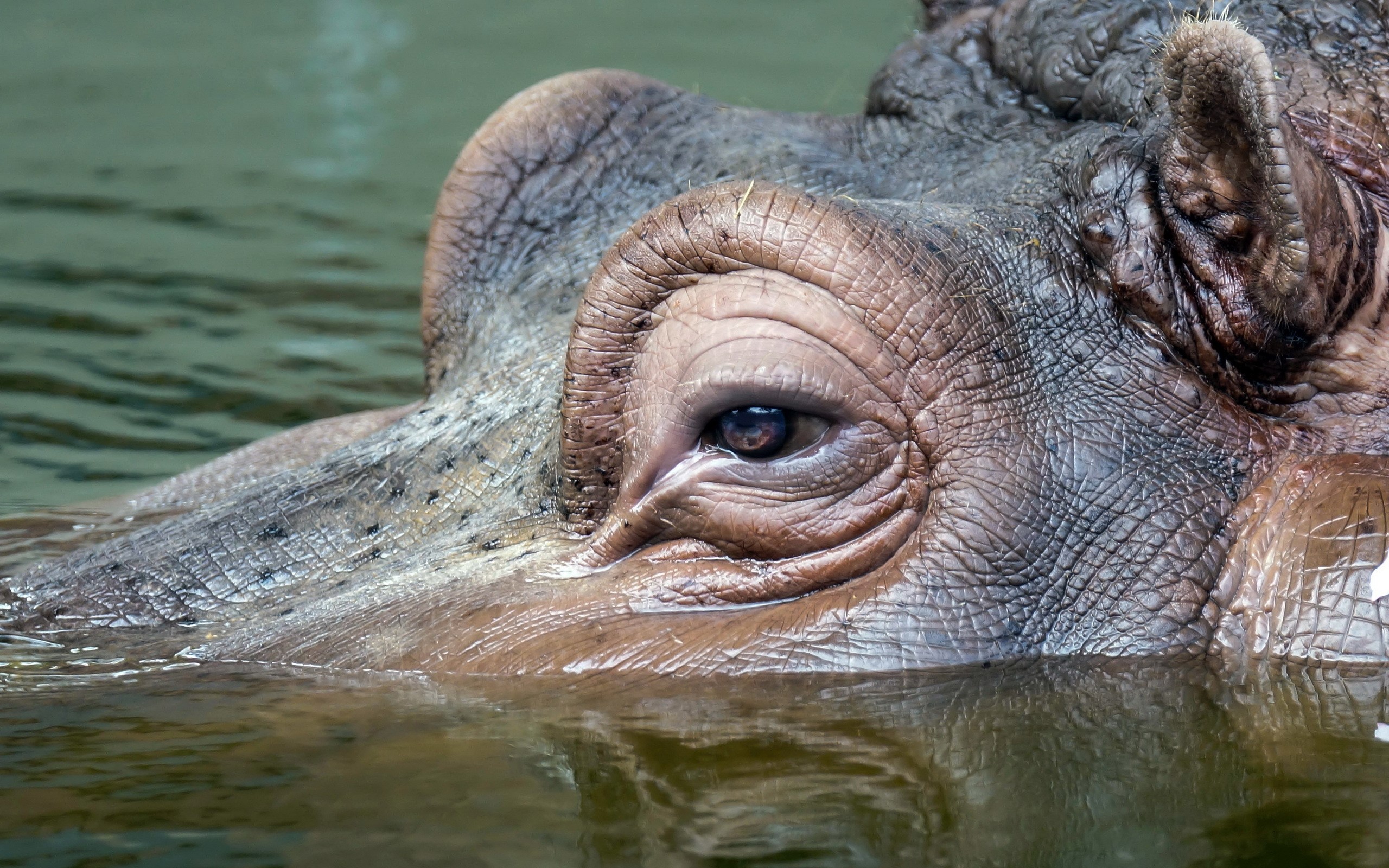 Close-up of a Hippopotamus's Eye in Water HD Wallpaper