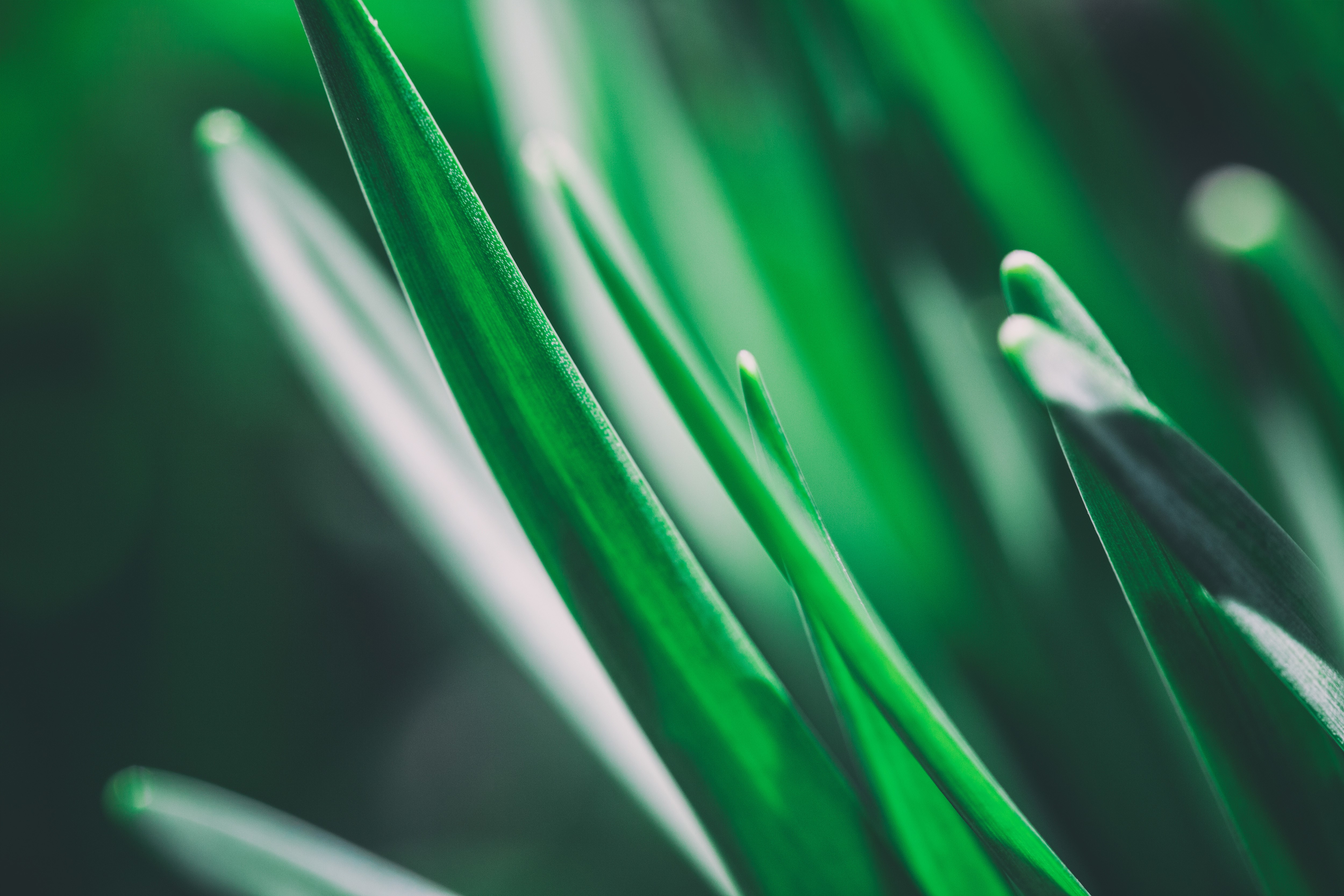 Macro shot of green grass blades HD Wallpaper