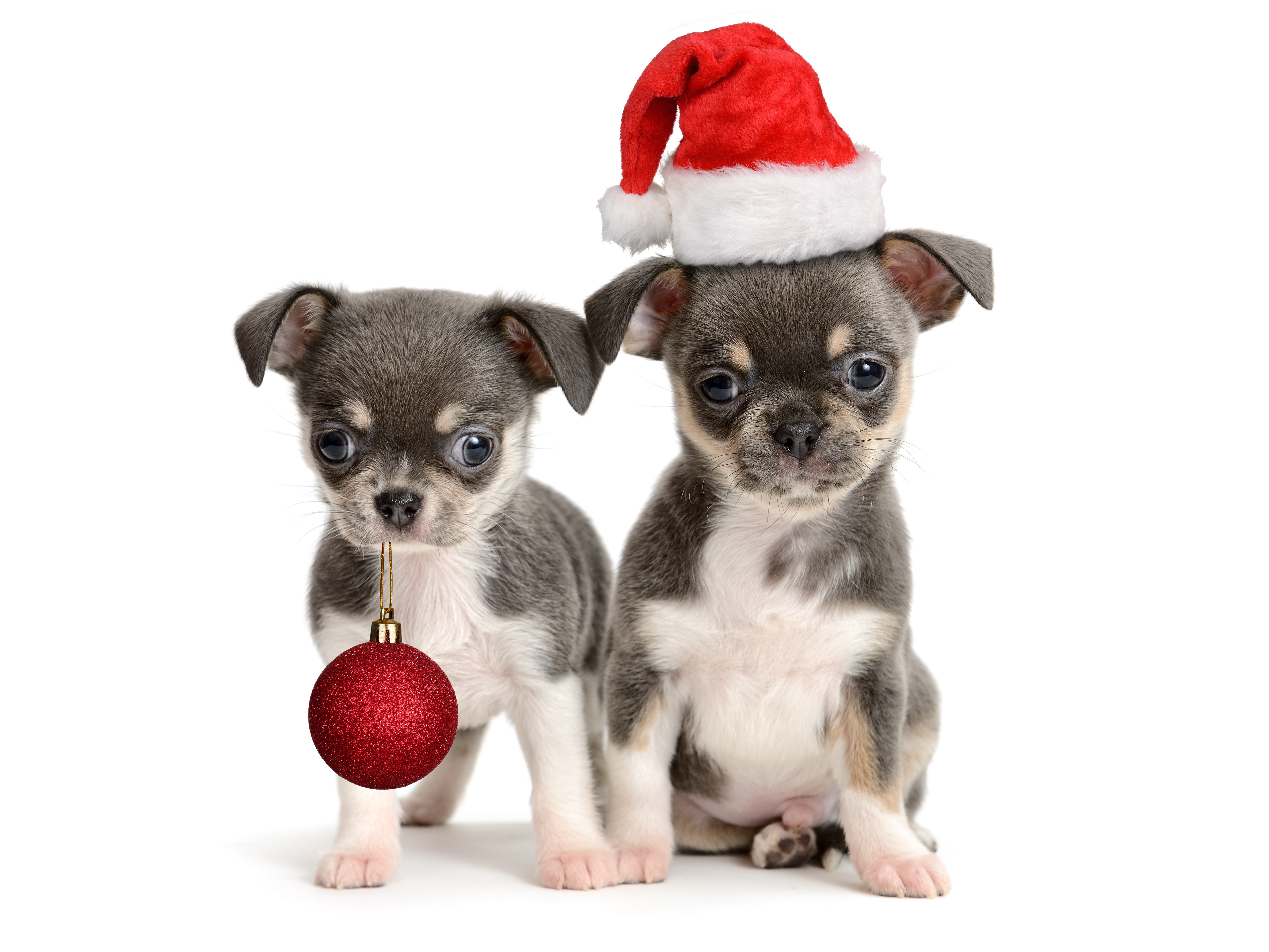Two Christmas puppies with a red ornament HD Wallpaper