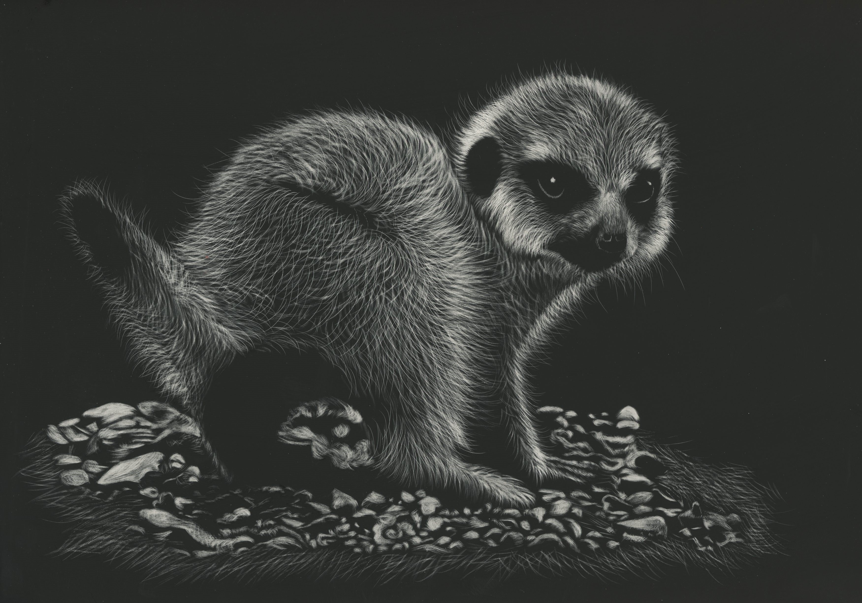 Meerkat on a black background HD Wallpaper