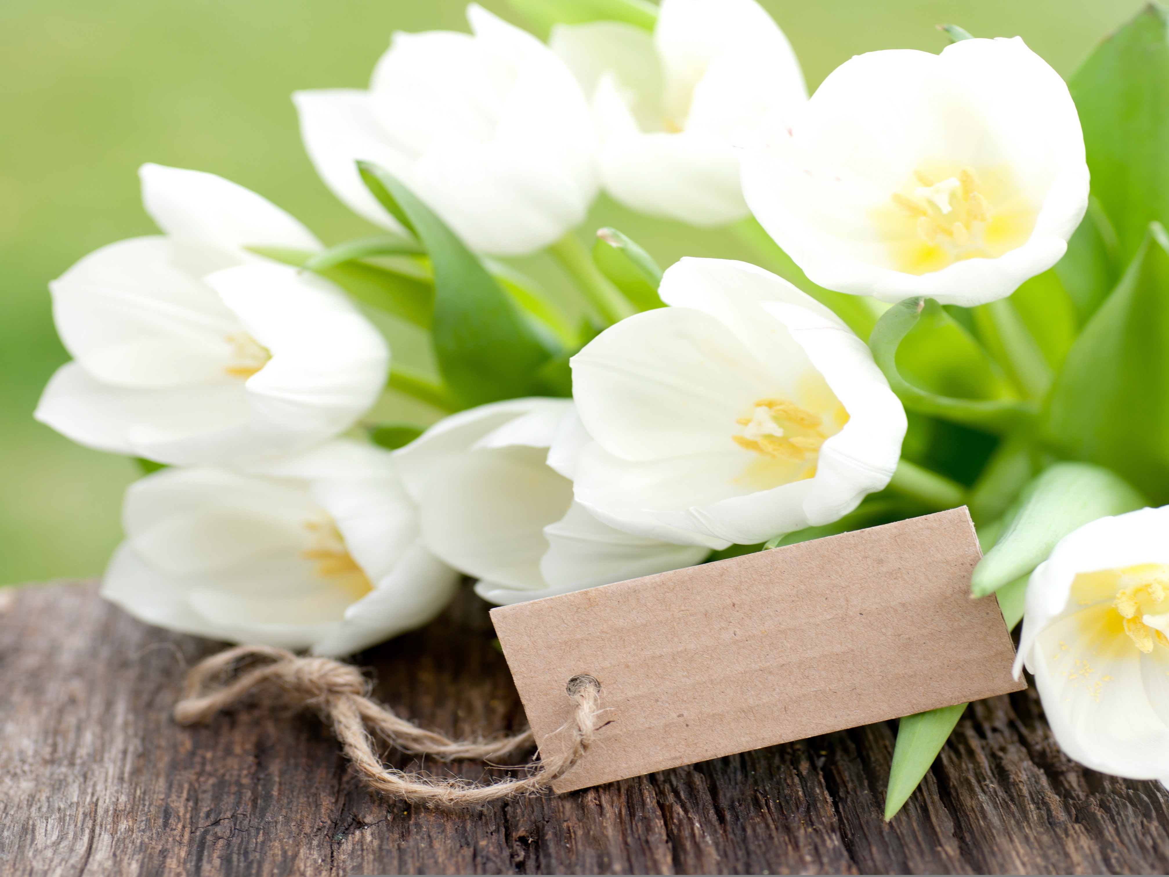 White Tulips with a Card and Twine HD Wallpaper