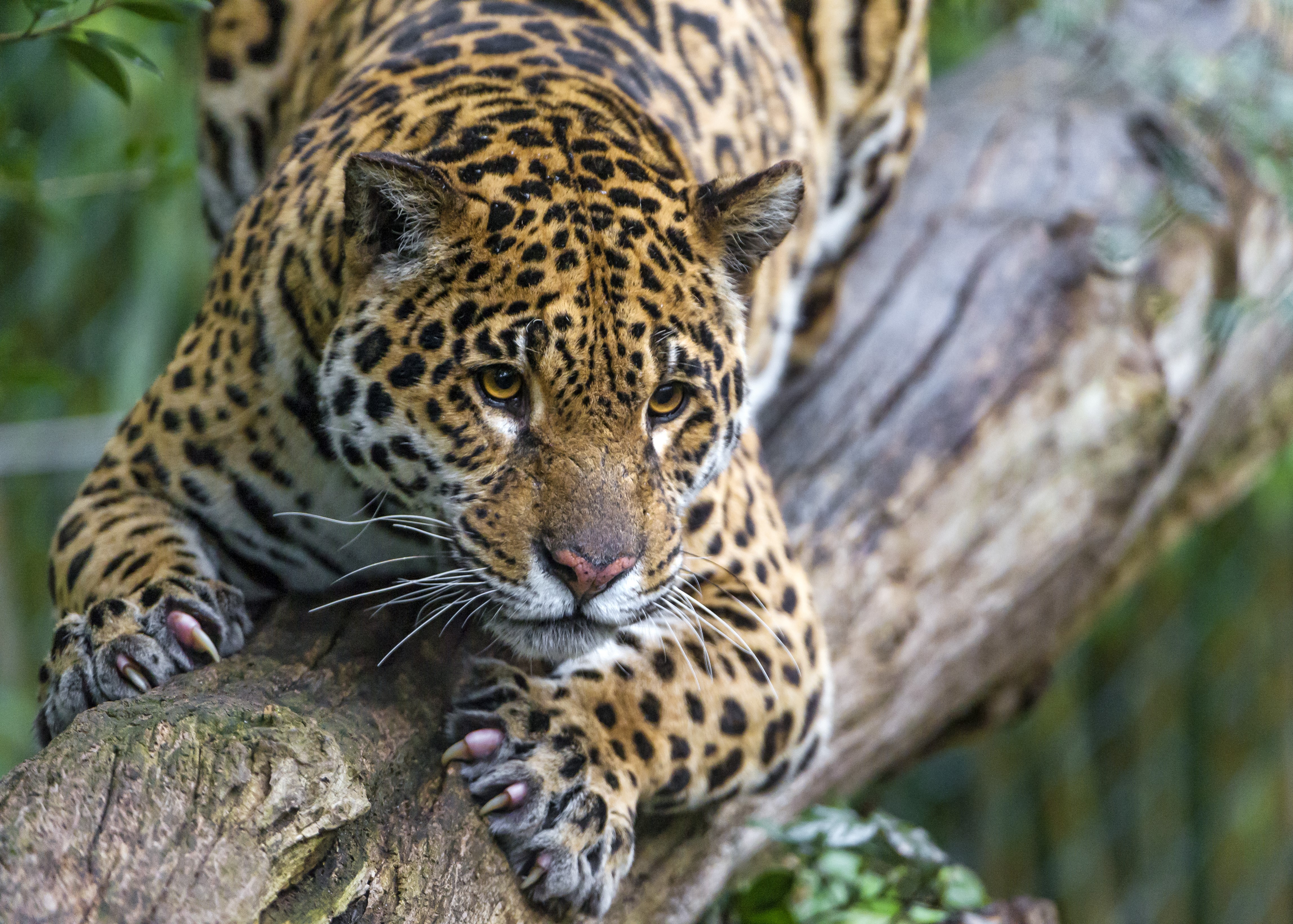 Jaguar on a tree trunk HD Wallpaper